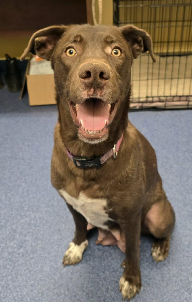 Enlarge Freya, a ADOPTABLE mixed breed in Shelbyville, KY image 1/3