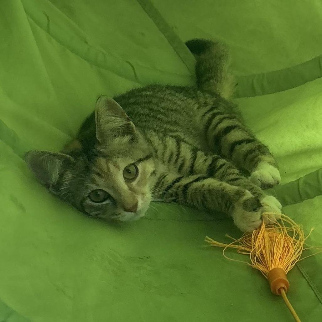 Olive, Adoptable, Young Female Domestic Short Hair.