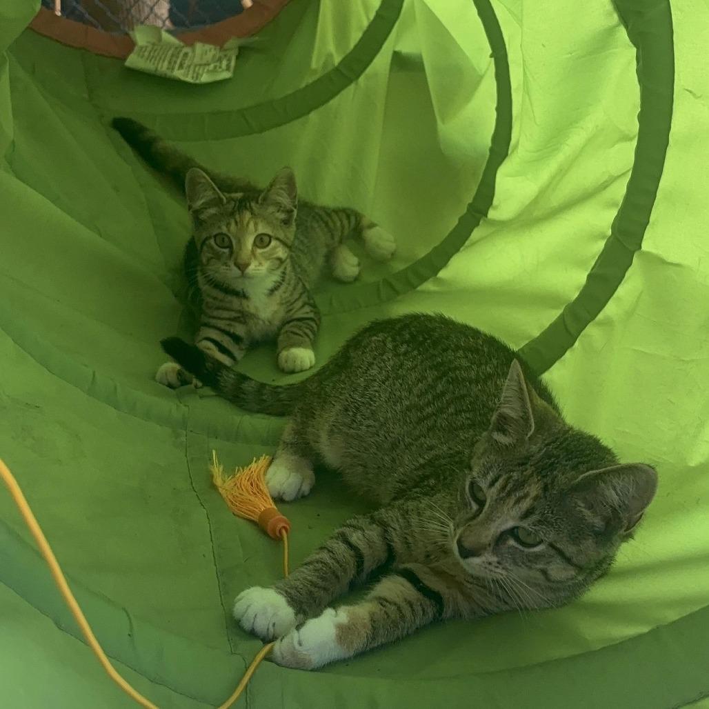 Enlarge Olive, a Adoptable Domestic Short Hair in Waynesburg, PA image 2/5