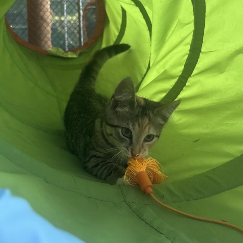 Enlarge Olive, a Adoptable Domestic Short Hair in Waynesburg, PA image 3/5