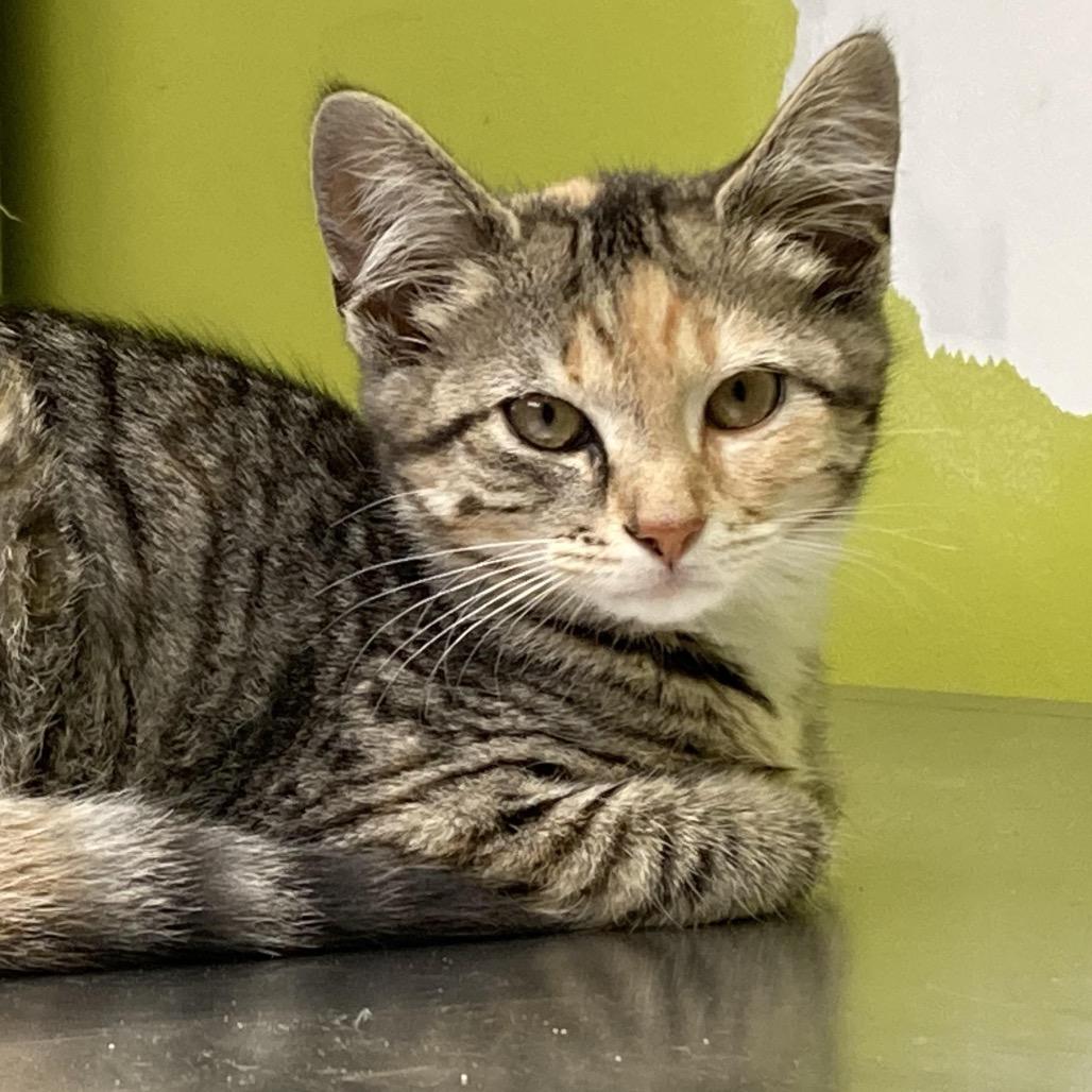 Enlarge Olive, a Adoptable Domestic Short Hair in Waynesburg, PA image 5/5
