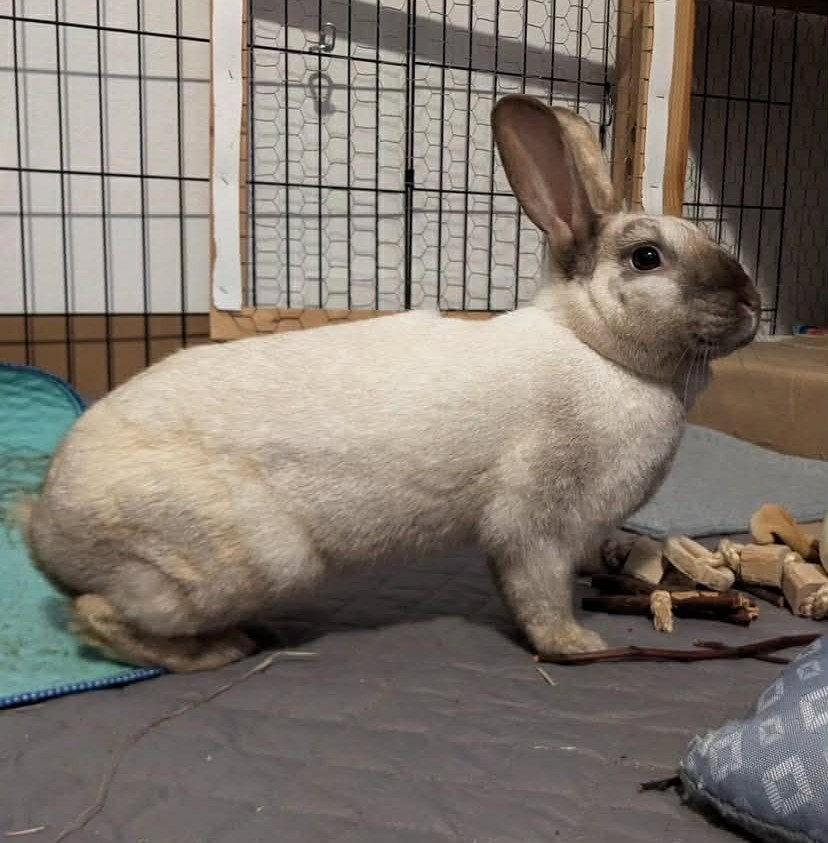 Enlarge Bailee, a Adoptable Bunny Rabbit in Milwaukie, OR image 1/3