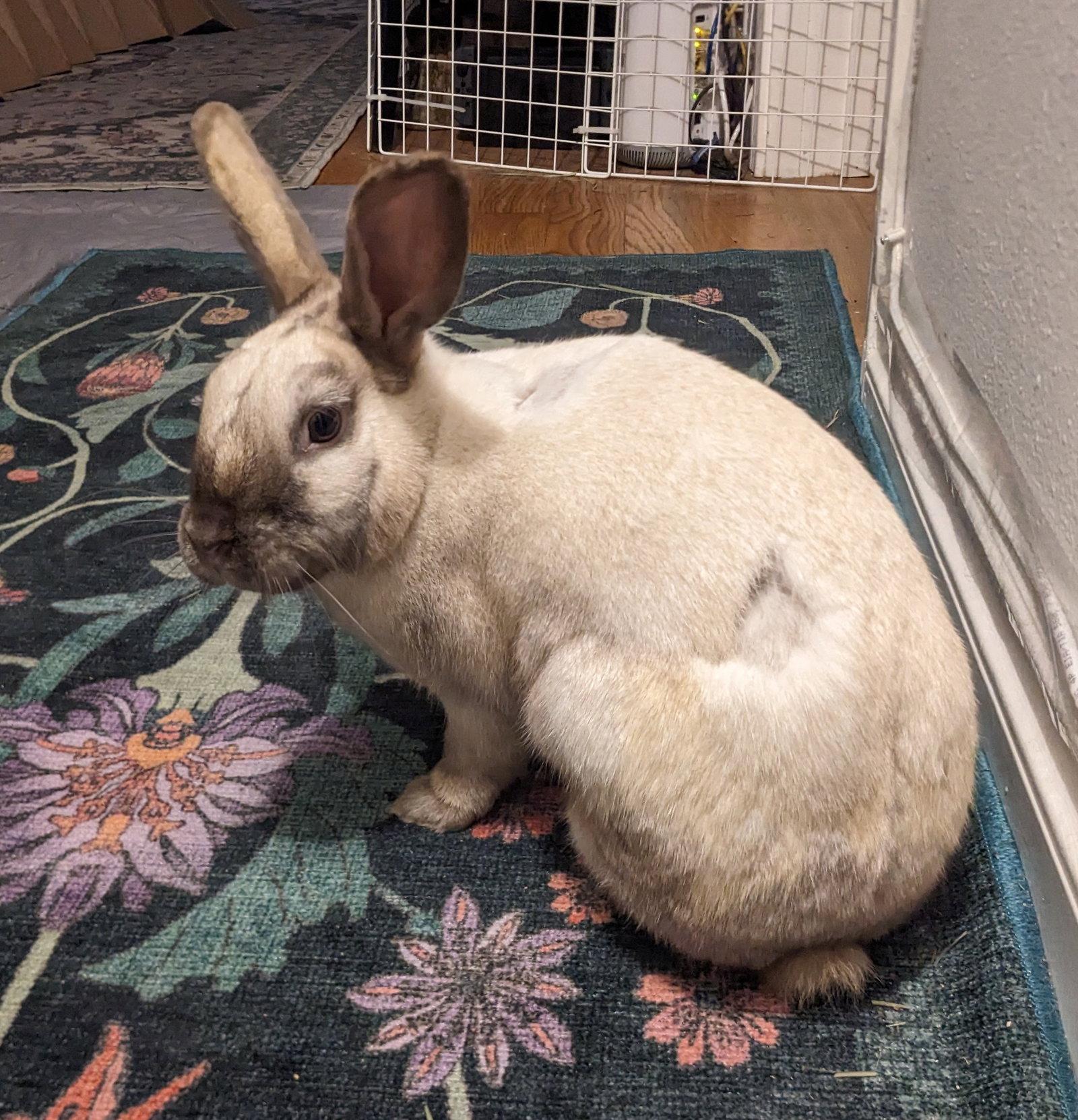 Enlarge Bailee, a Adoptable Bunny Rabbit in Milwaukie, OR image 2/3
