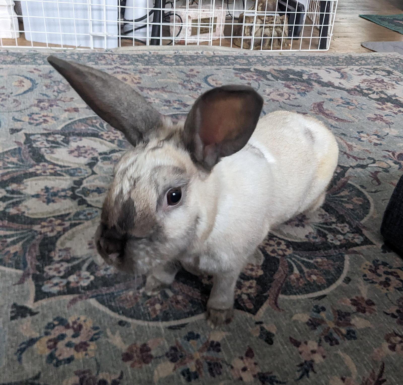 Enlarge Bailee, a Adoptable Bunny Rabbit in Milwaukie, OR image 3/3