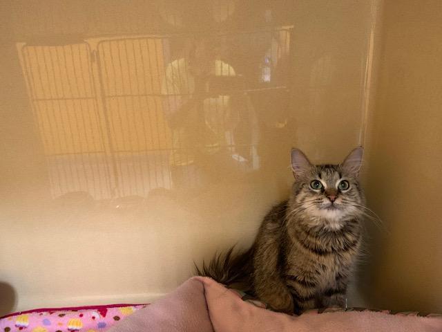 Rosita, a Adoptable Domestic Medium Hair in St. Joseph, MI image 2/2