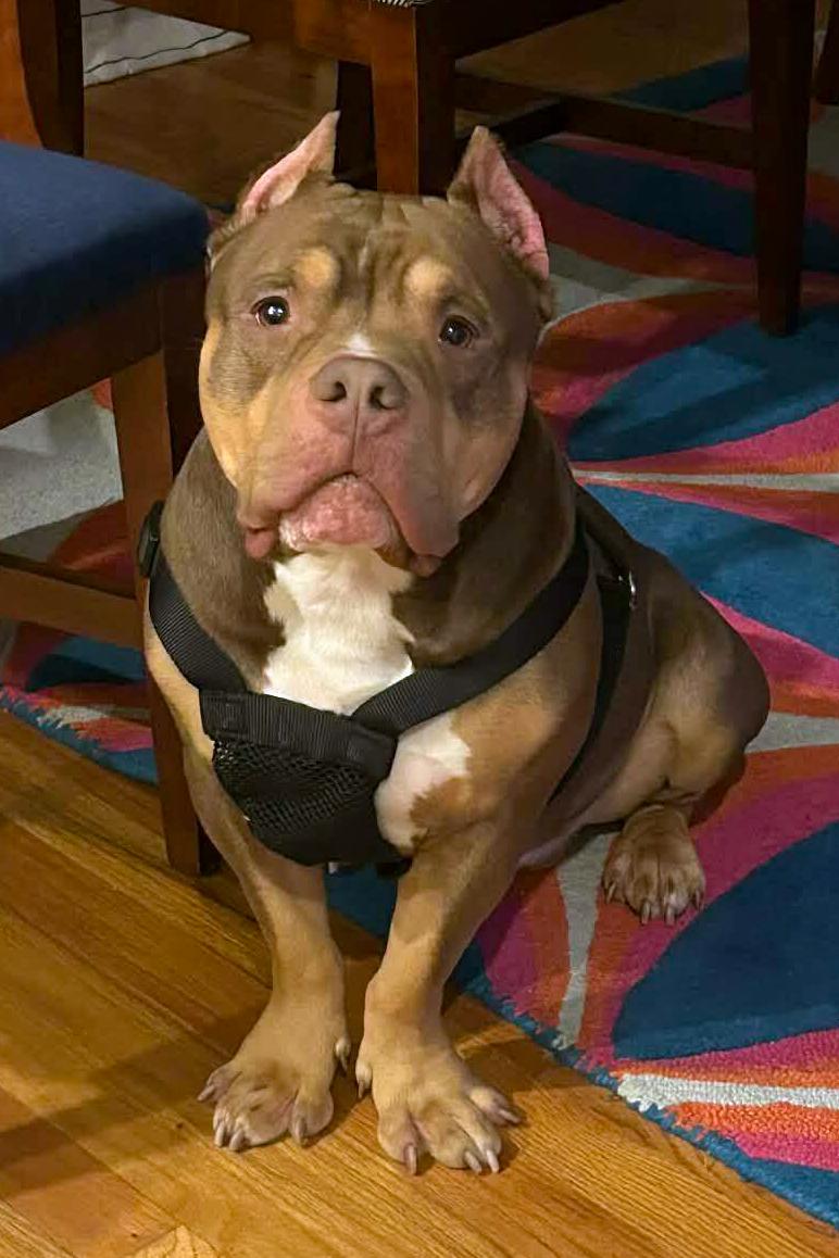 Enlarge Boomer, a Adoptable American Staffordshire Terrier in Arlington, VA image 1/3