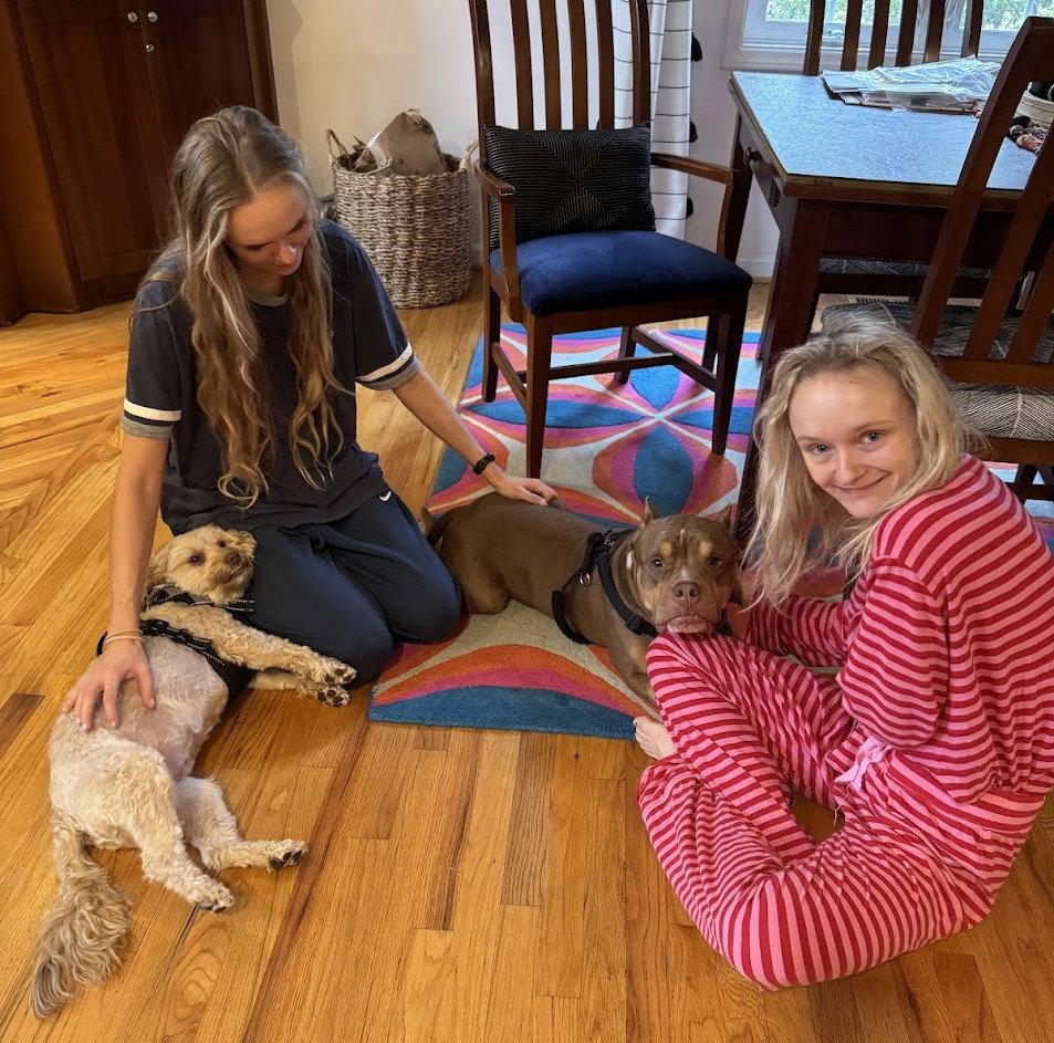 Enlarge Boomer, a Adoptable American Staffordshire Terrier in Arlington, VA image 2/3