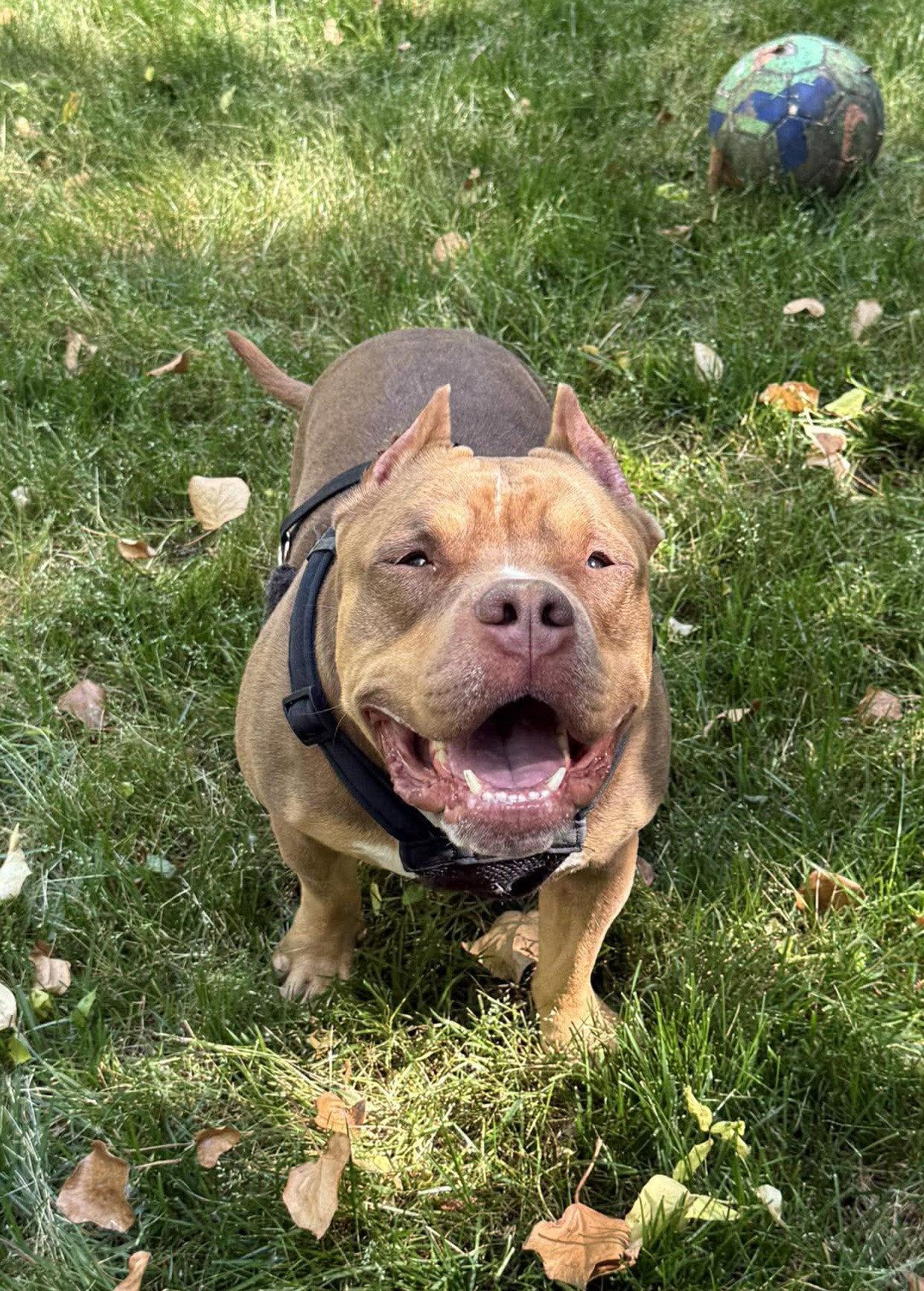 Enlarge Boomer, a Adoptable American Staffordshire Terrier in Arlington, VA image 3/3