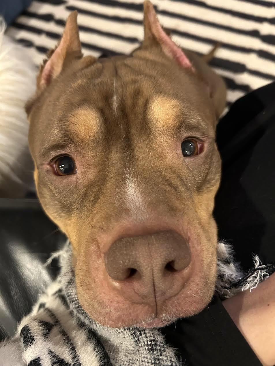 Enlarge Boomer, a Adoptable American Staffordshire Terrier in Arlington, VA image 3/3