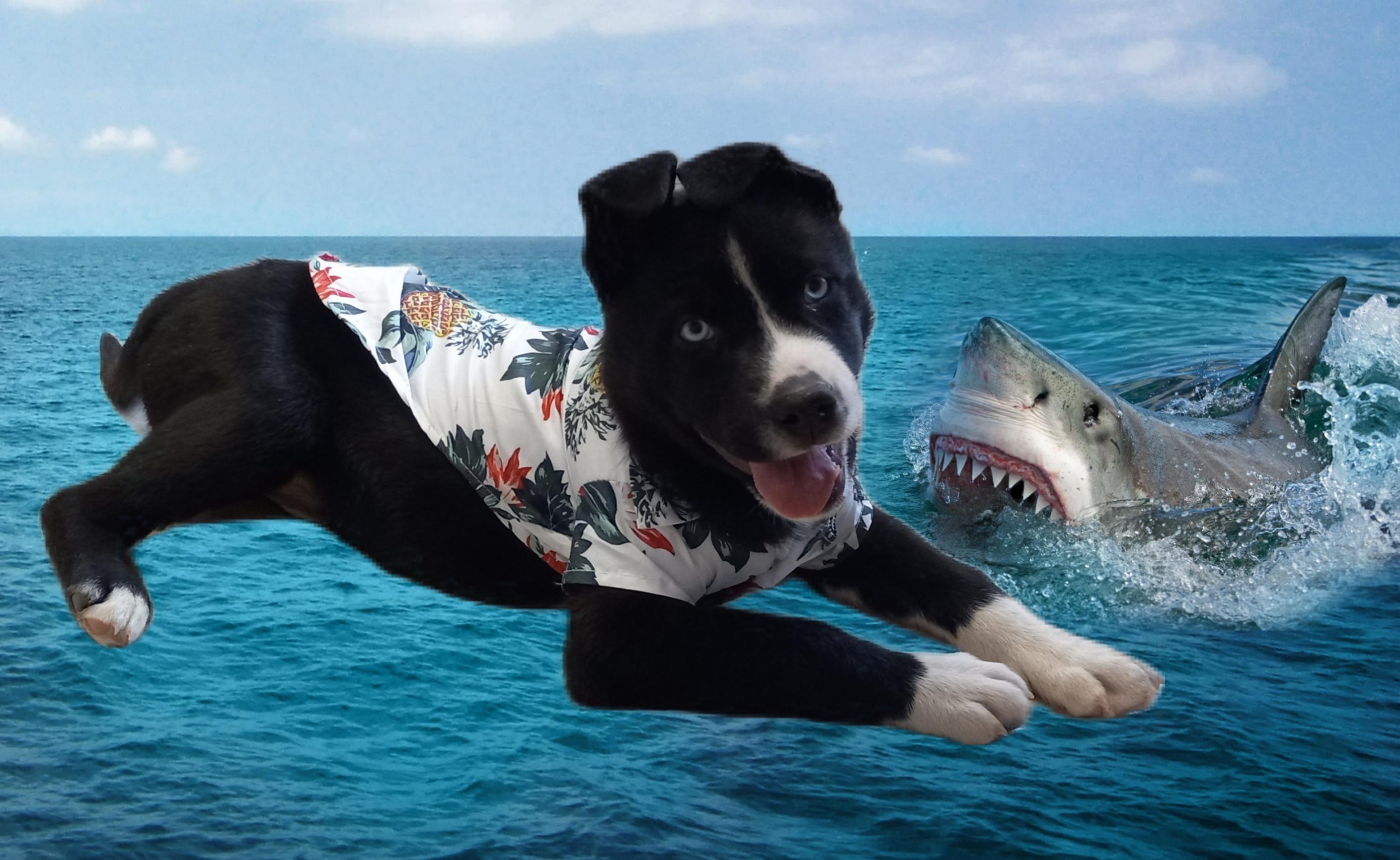 Enlarge Lobo, a Adopted mixed breed in El Paso, TX image 2/3