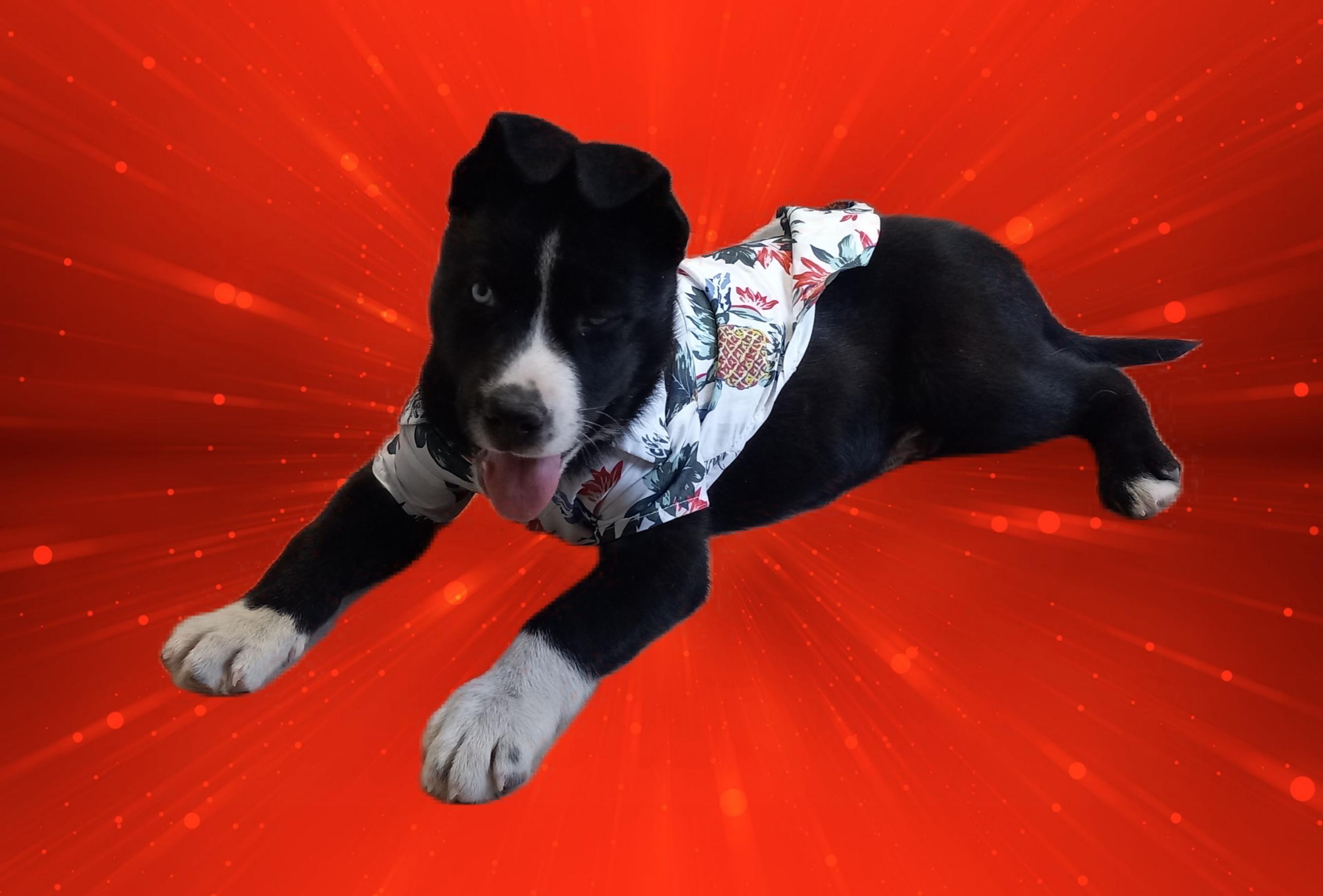 Enlarge Lobo, a Adopted mixed breed in El Paso, TX image 3/3