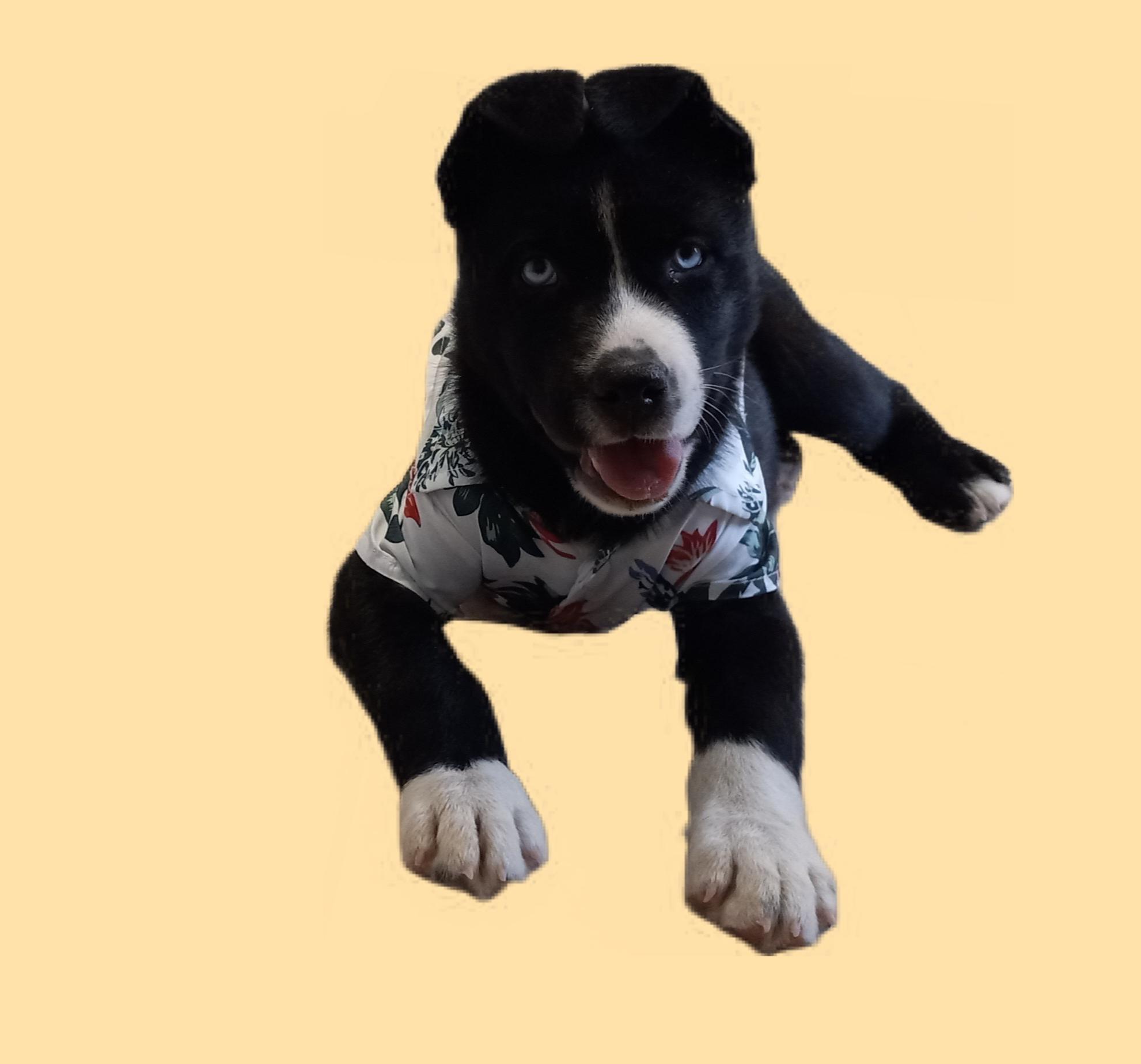 Lobo, Adopted, Puppy Male Husky & Shepherd.