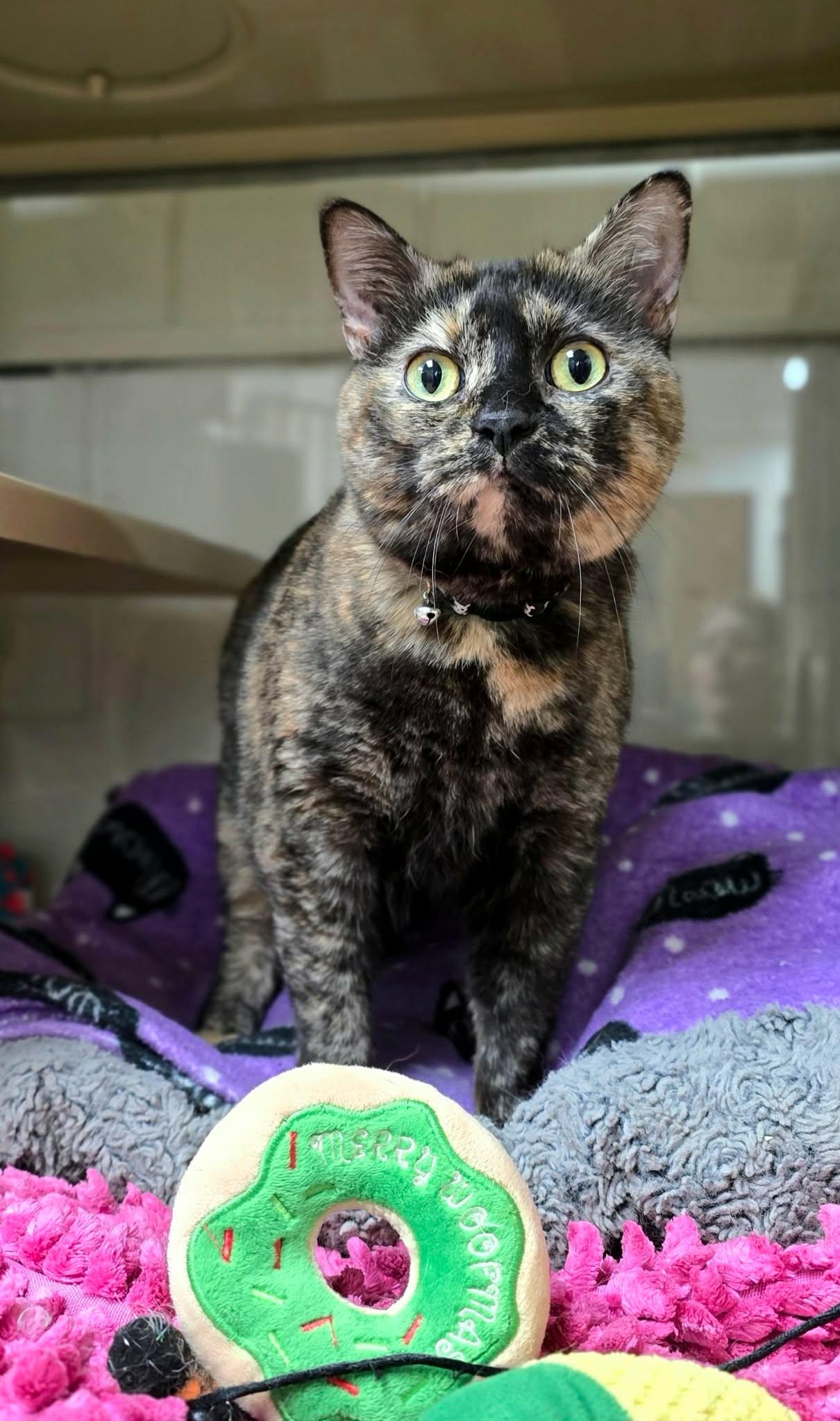 Shadow, a ADOPTABLE Domestic Short Hair in New Castle, PA image 2/5