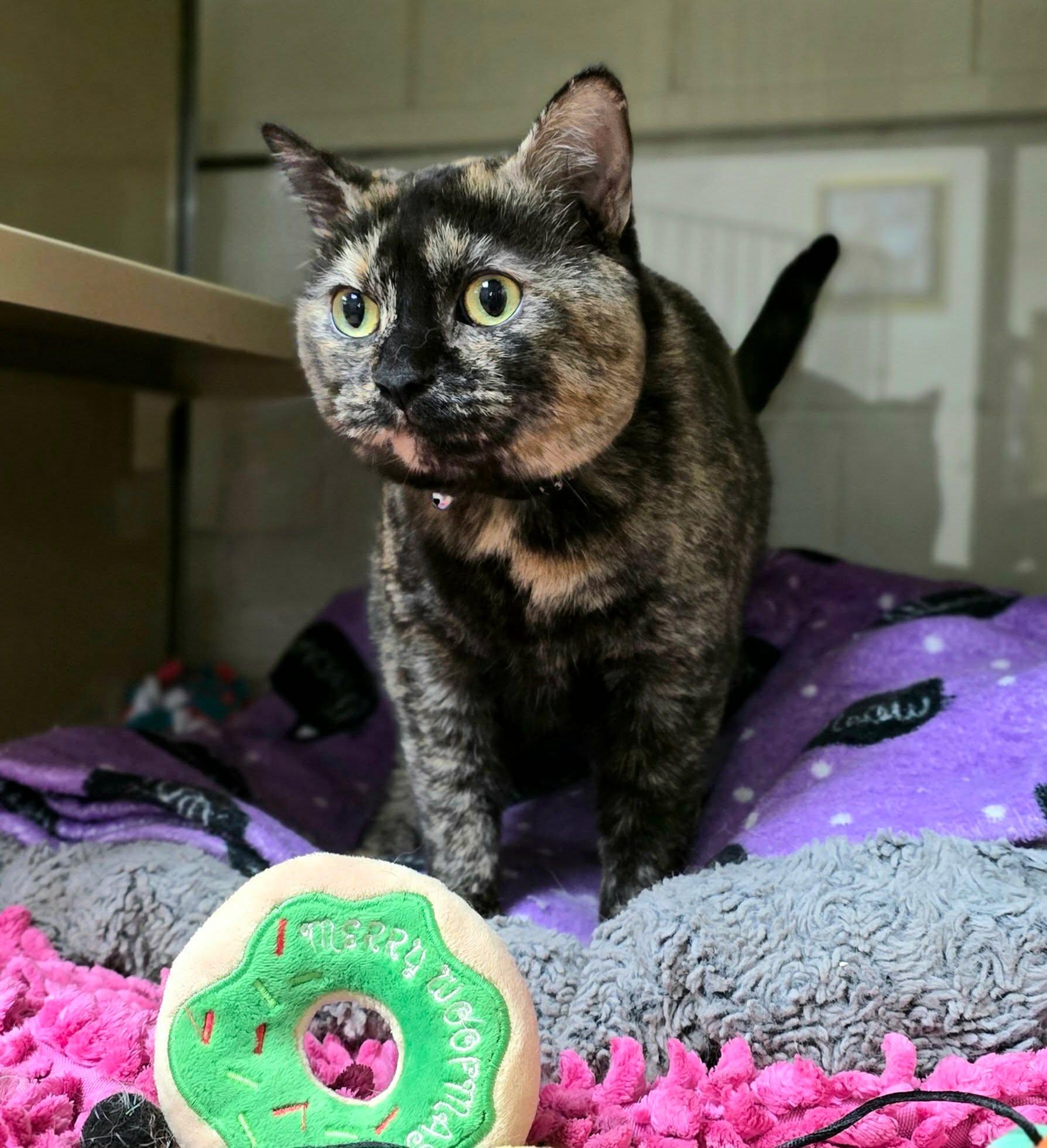 Shadow, a ADOPTABLE Domestic Short Hair in New Castle, PA image 4/5