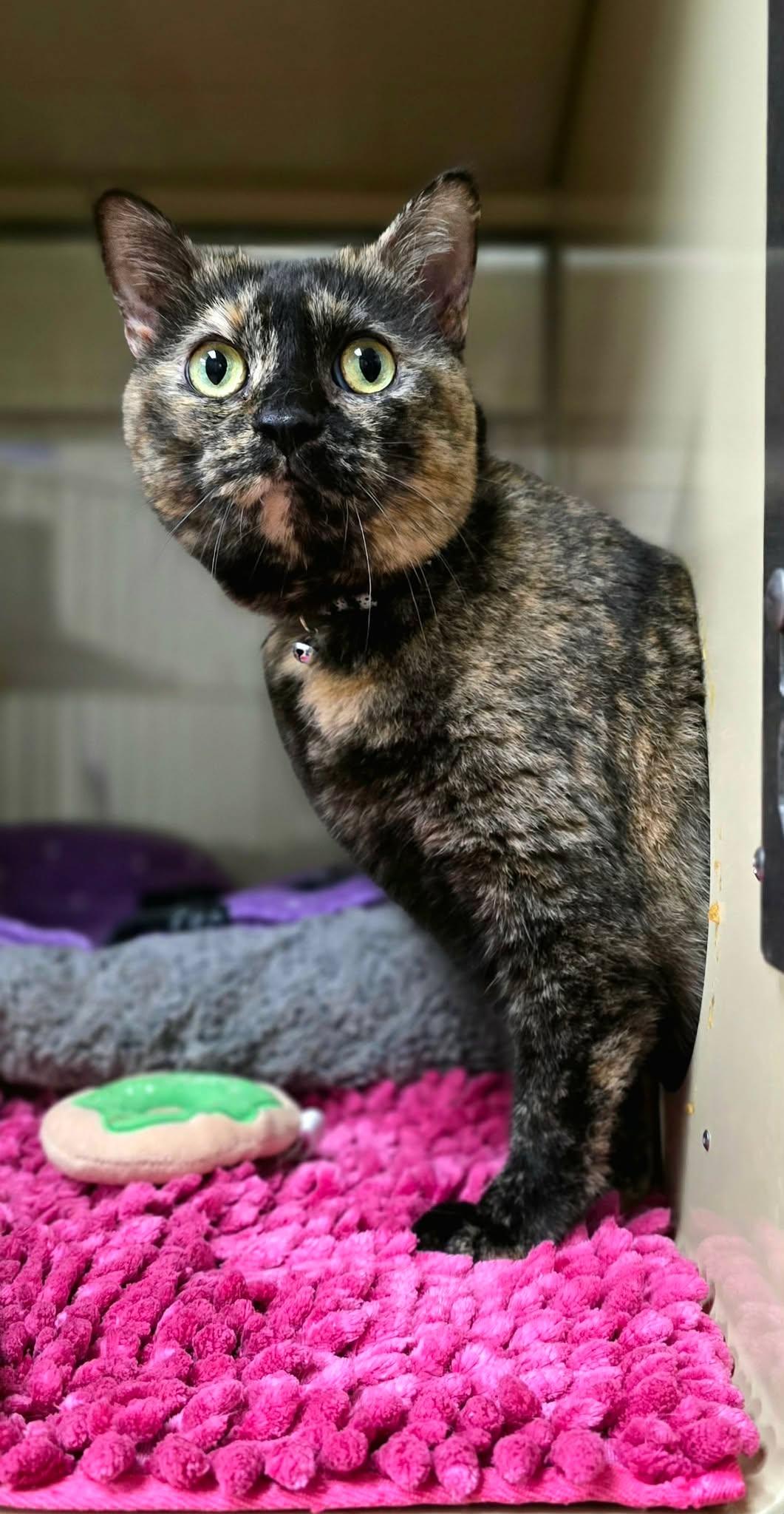 Shadow, ADOPTABLE, Adult Female Domestic Short Hair.