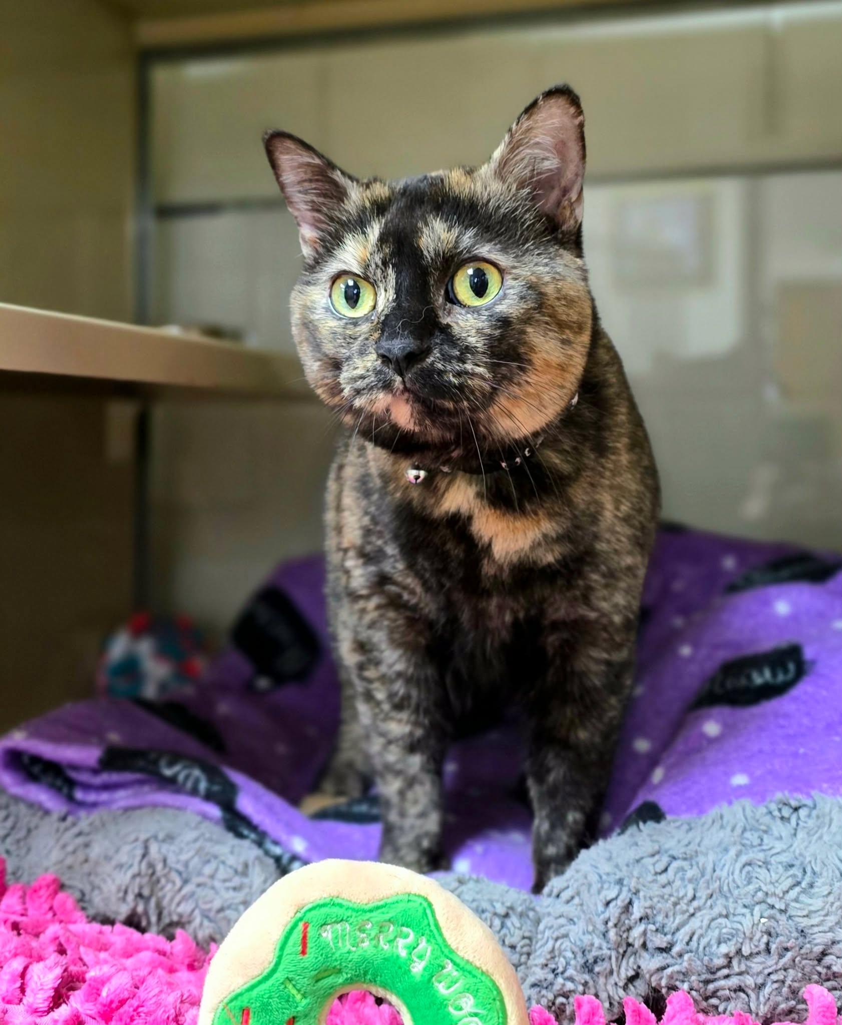 Shadow, a ADOPTABLE Domestic Short Hair in New Castle, PA image 3/5