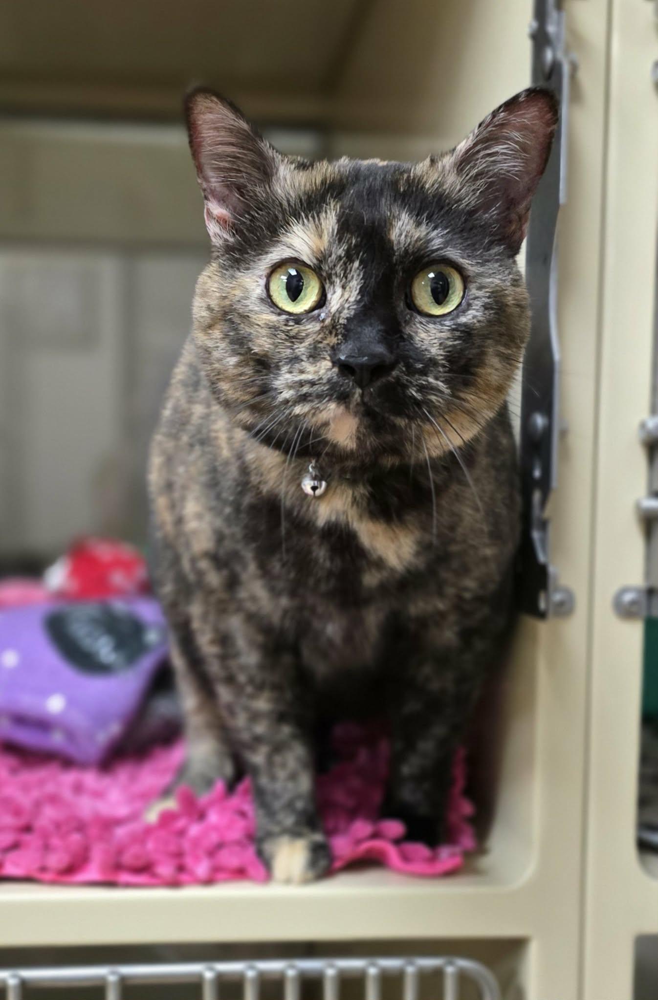 Shadow, a ADOPTABLE Domestic Short Hair in New Castle, PA image 5/5
