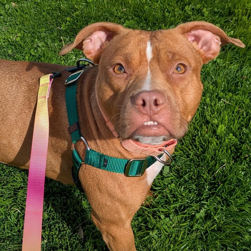 Enlarge Snowball, a Adoptable American Staffordshire Terrier in Baltimore, MD image 1/2