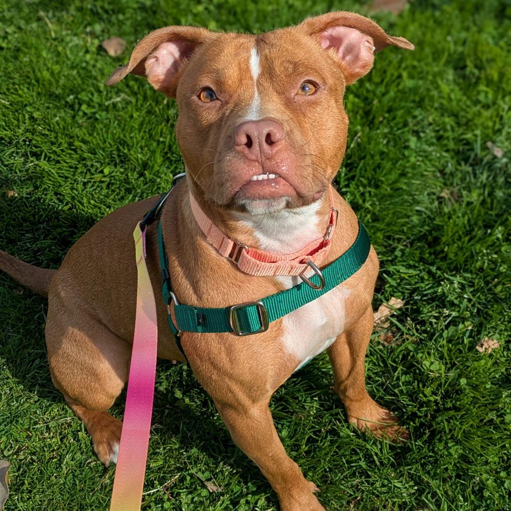 Enlarge Snowball, a Adoptable American Staffordshire Terrier in Baltimore, MD image 2/2