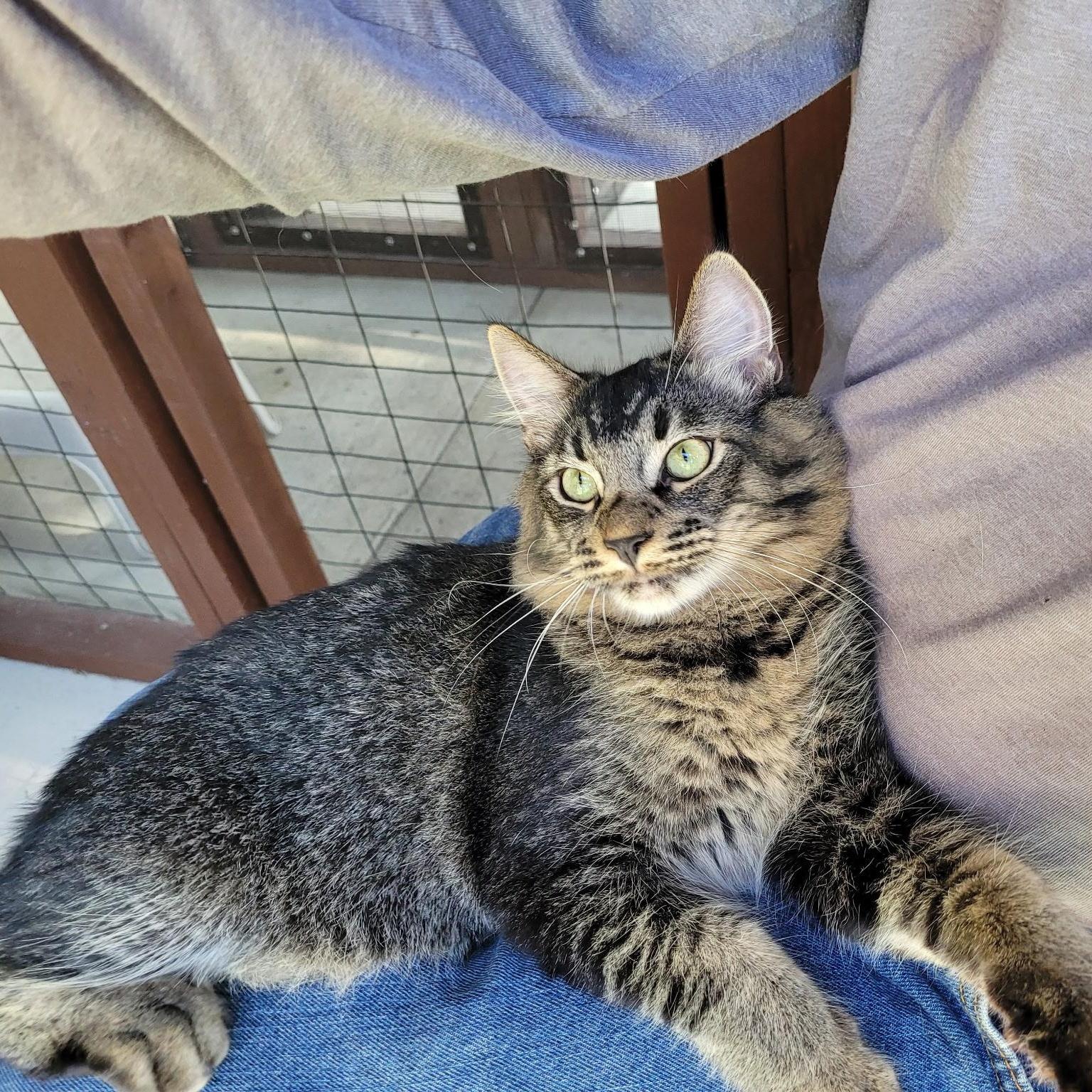 Enlarge Joey, a ADOPTABLE Domestic Medium Hair in Long Beach, CA image 1/1