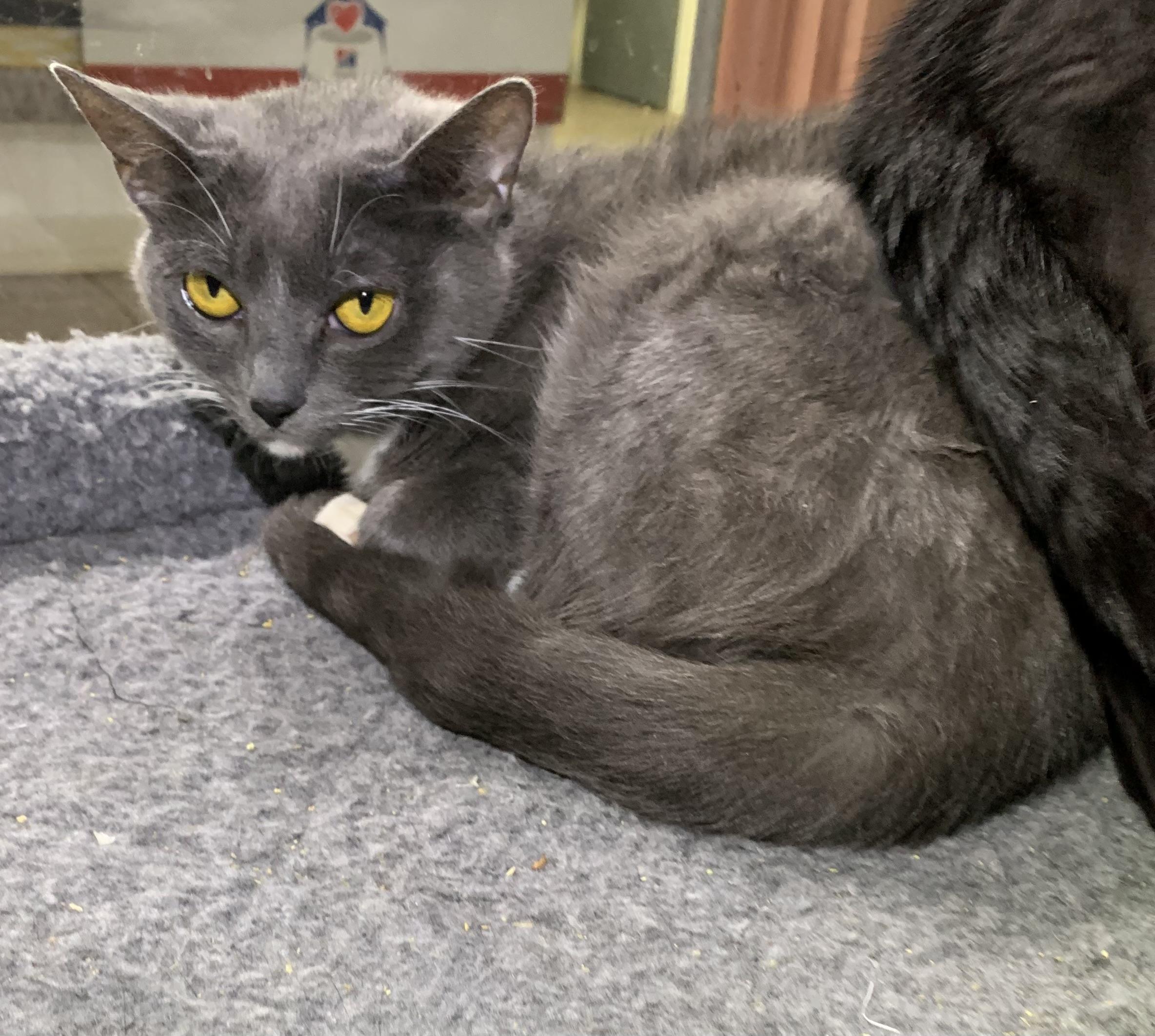 Stella, ADOPTABLE, Adult Female Domestic Short Hair.