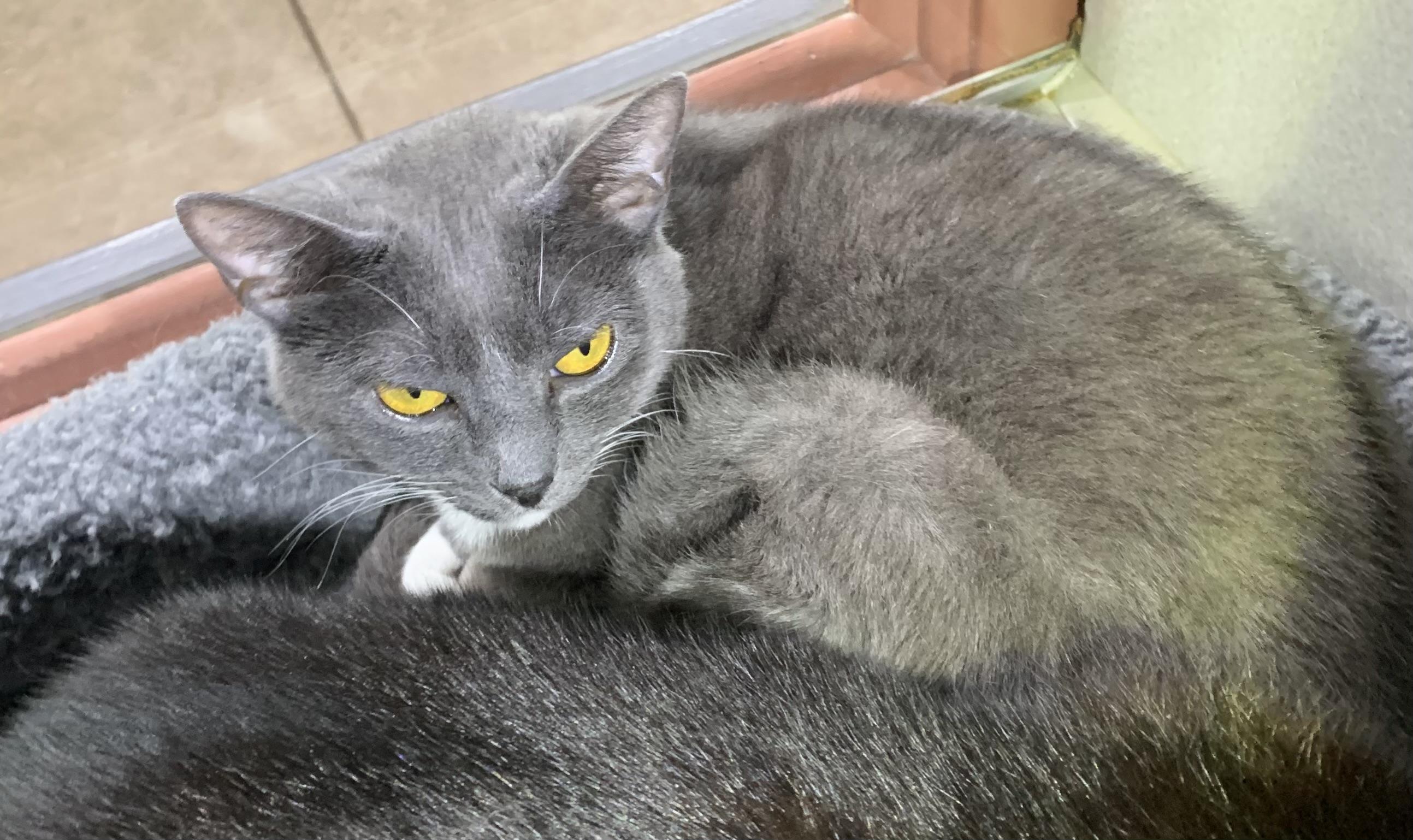 Enlarge Stella, a ADOPTABLE mixed breed in Massena, NY image 2/2