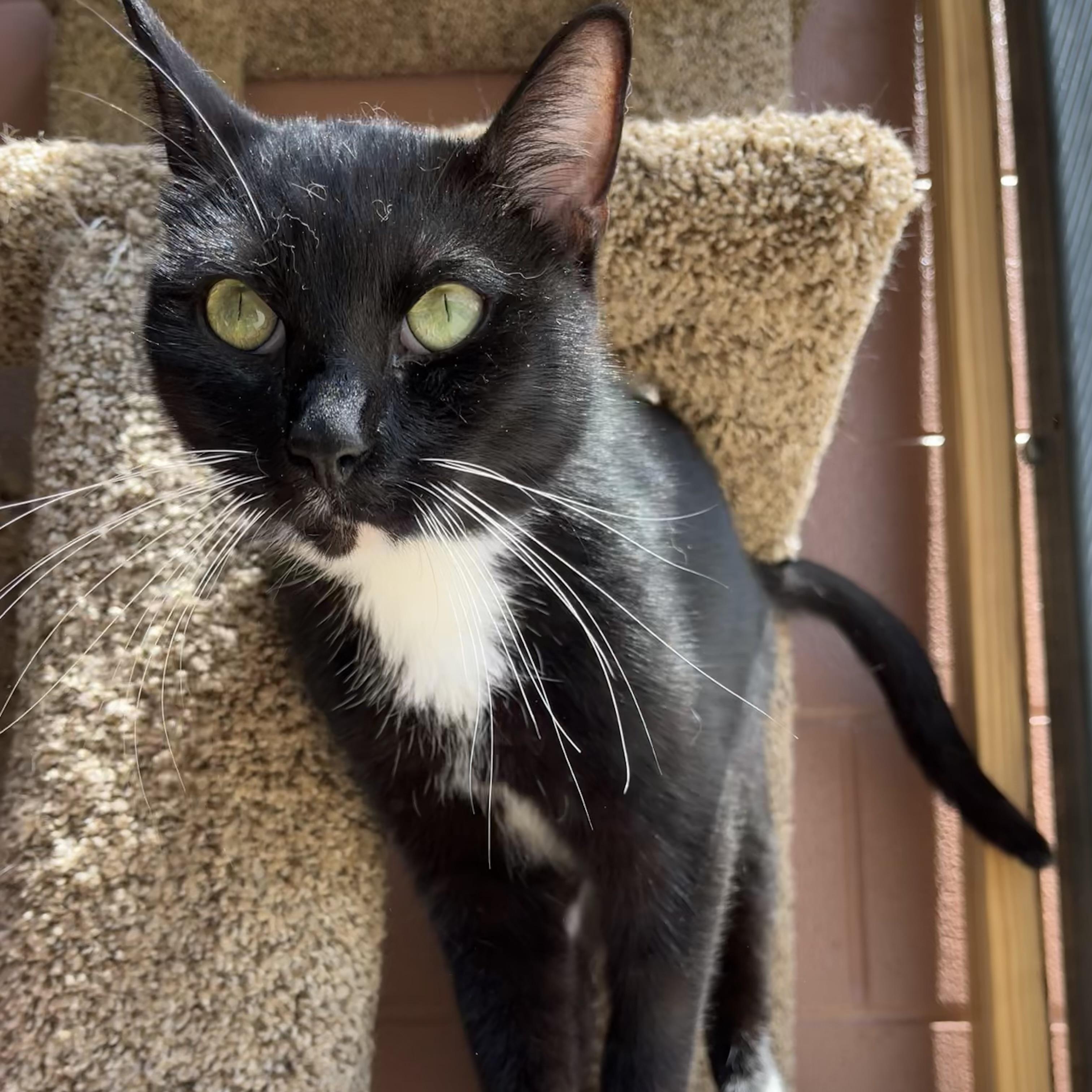 JIgSaw — thumbnail 4