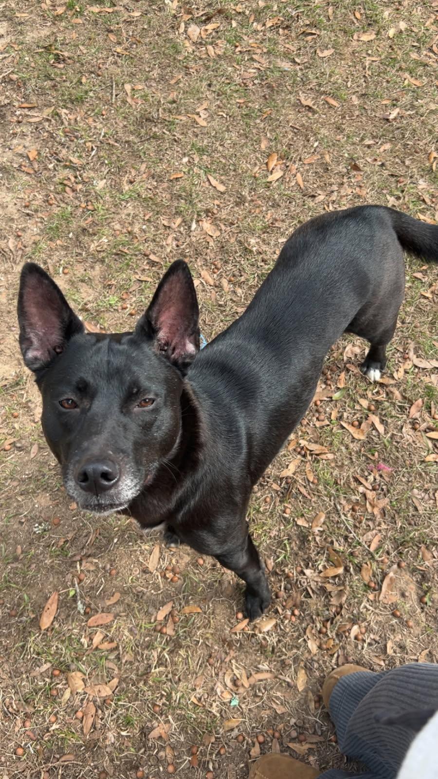 Enlarge Louise. (Ready to play!), a ADOPTABLE mixed breed in Farmington, CT image 2/4