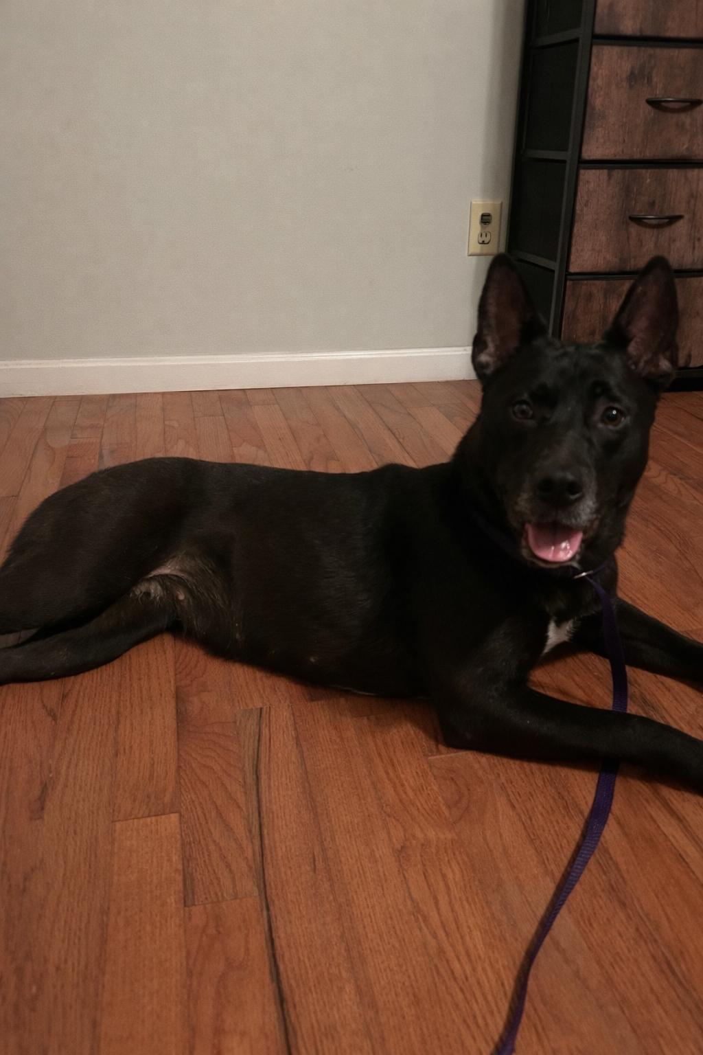 Enlarge Louise. (Ready to play!), a ADOPTABLE mixed breed in Farmington, CT image 3/4