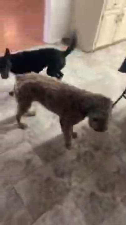 Enlarge Louise. (Ready to play!), a ADOPTABLE mixed breed in Farmington, CT video 4/4