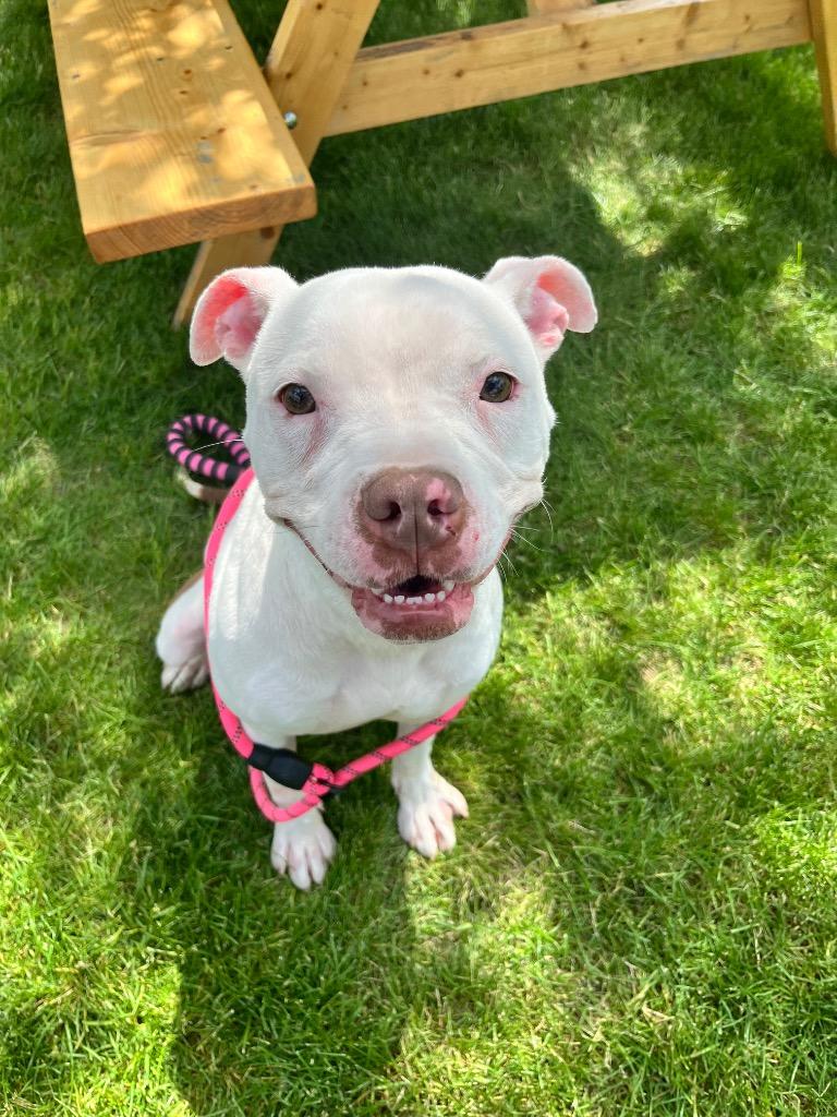 Enlarge KOI, a Adoptable Terrier in Wintersville, OH image 2/3