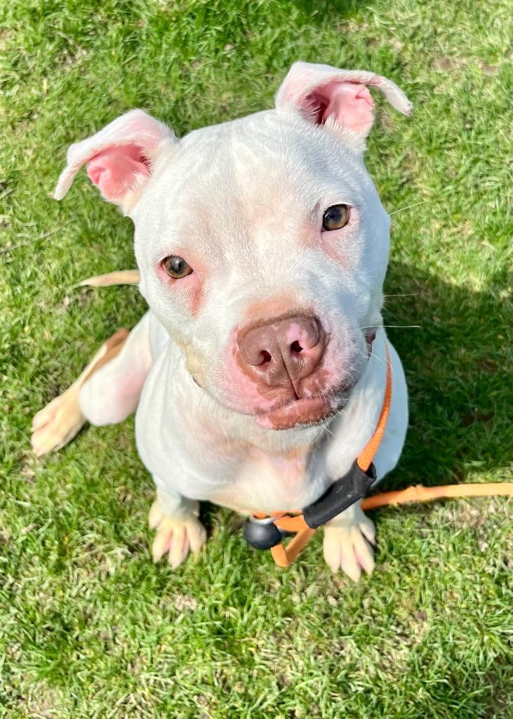 Enlarge KOI, a Adoptable Terrier in Wintersville, OH image 3/3