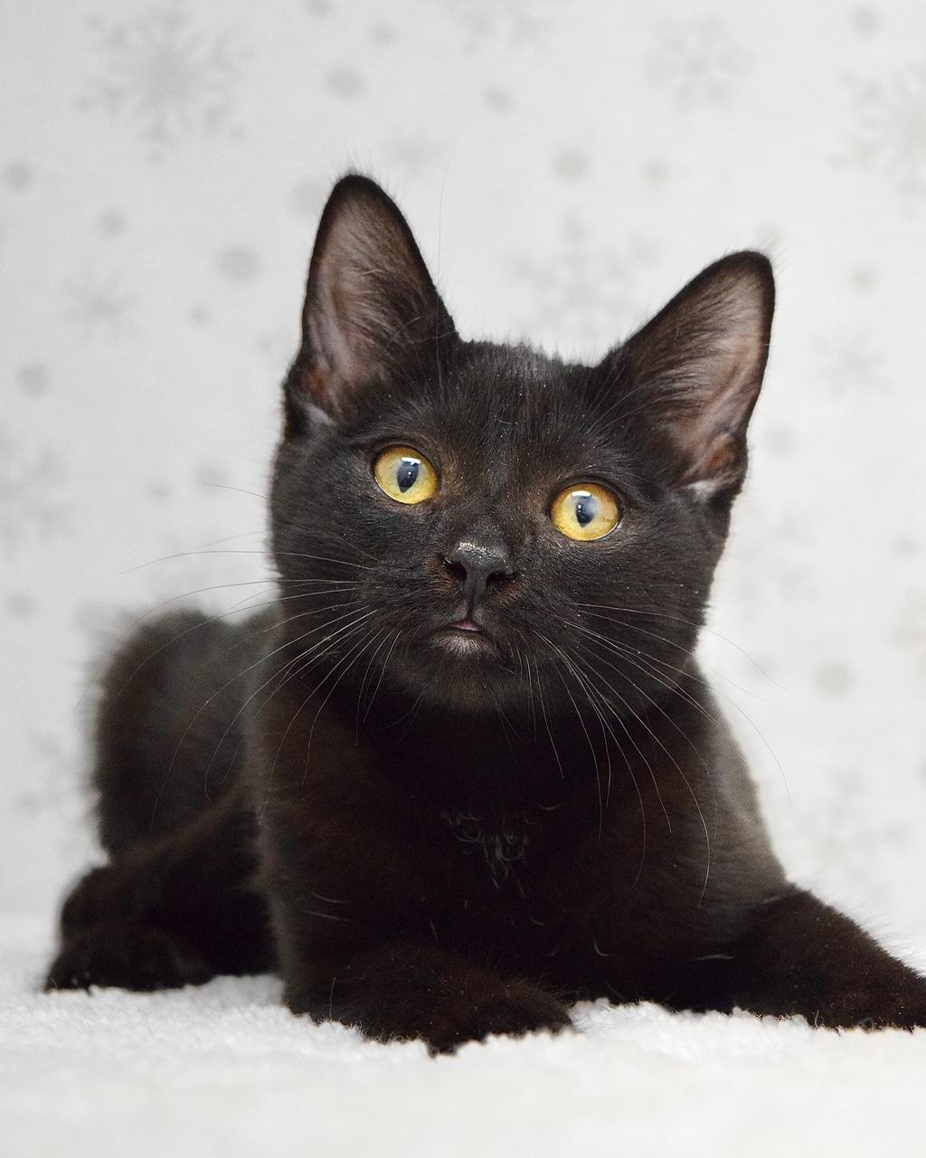 Enlarge Talia, a ADOPTABLE Domestic Short Hair in Dublin, CA image 1/1