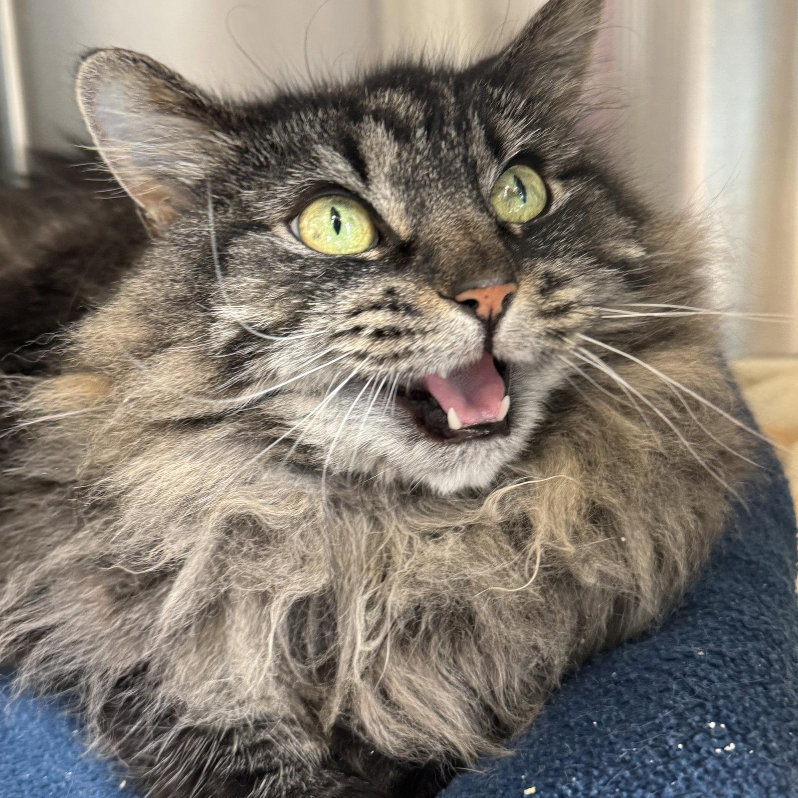 Nugget, a Adoptable Domestic Long Hair in Winchendon, MA image 1/2