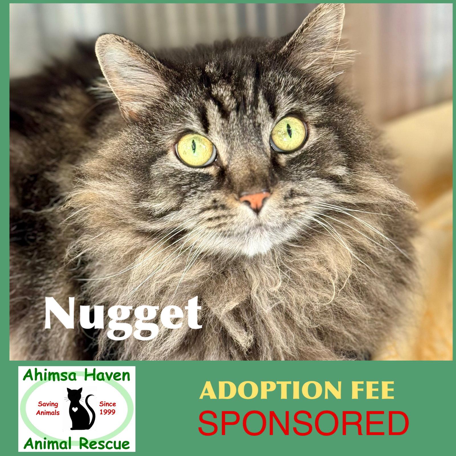 Nugget, a Adoptable Domestic Long Hair in Winchendon, MA image 2/2