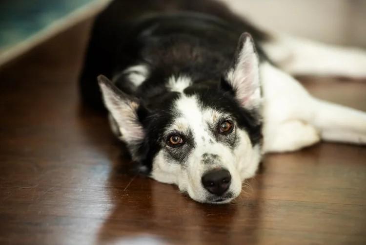 Enlarge Maya, a Adoptable Siberian Husky in Winter Springs, FL image 5/6