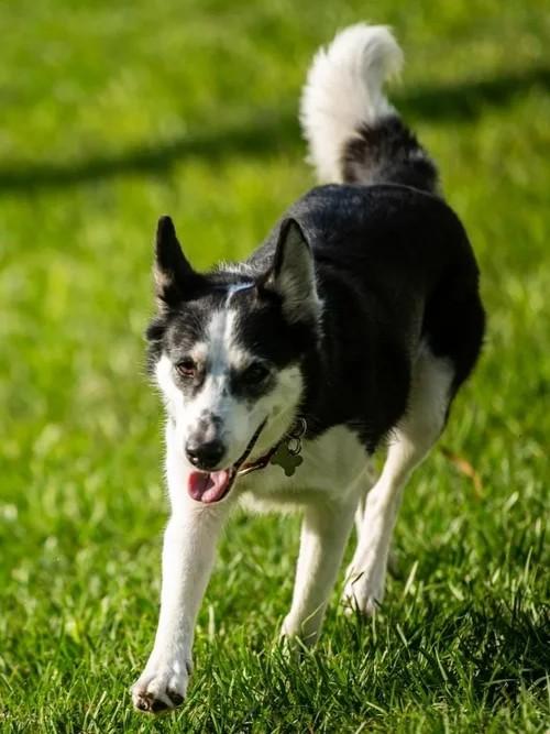 Enlarge Maya, a Adoptable Siberian Husky in Winter Springs, FL image 1/6