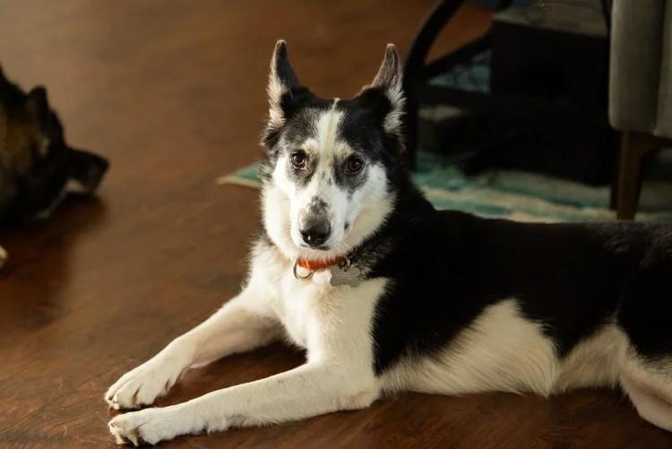 Enlarge Maya, a Adoptable Siberian Husky in Winter Springs, FL image 3/6