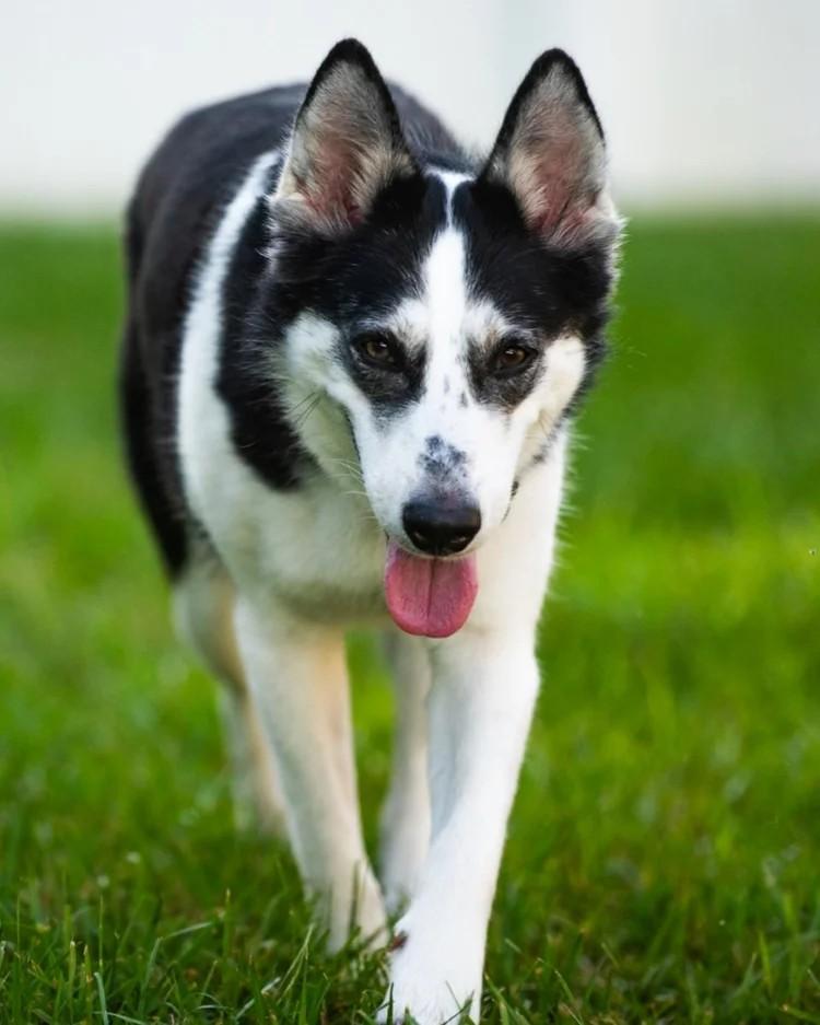 Enlarge Maya, a Adoptable Siberian Husky in Winter Springs, FL image 4/6
