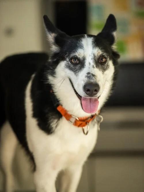 Enlarge Maya, a Adoptable Siberian Husky in Winter Springs, FL image 2/6