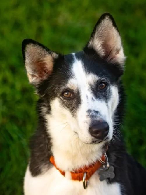 Enlarge Maya, a Adoptable Siberian Husky in Winter Springs, FL image 6/6