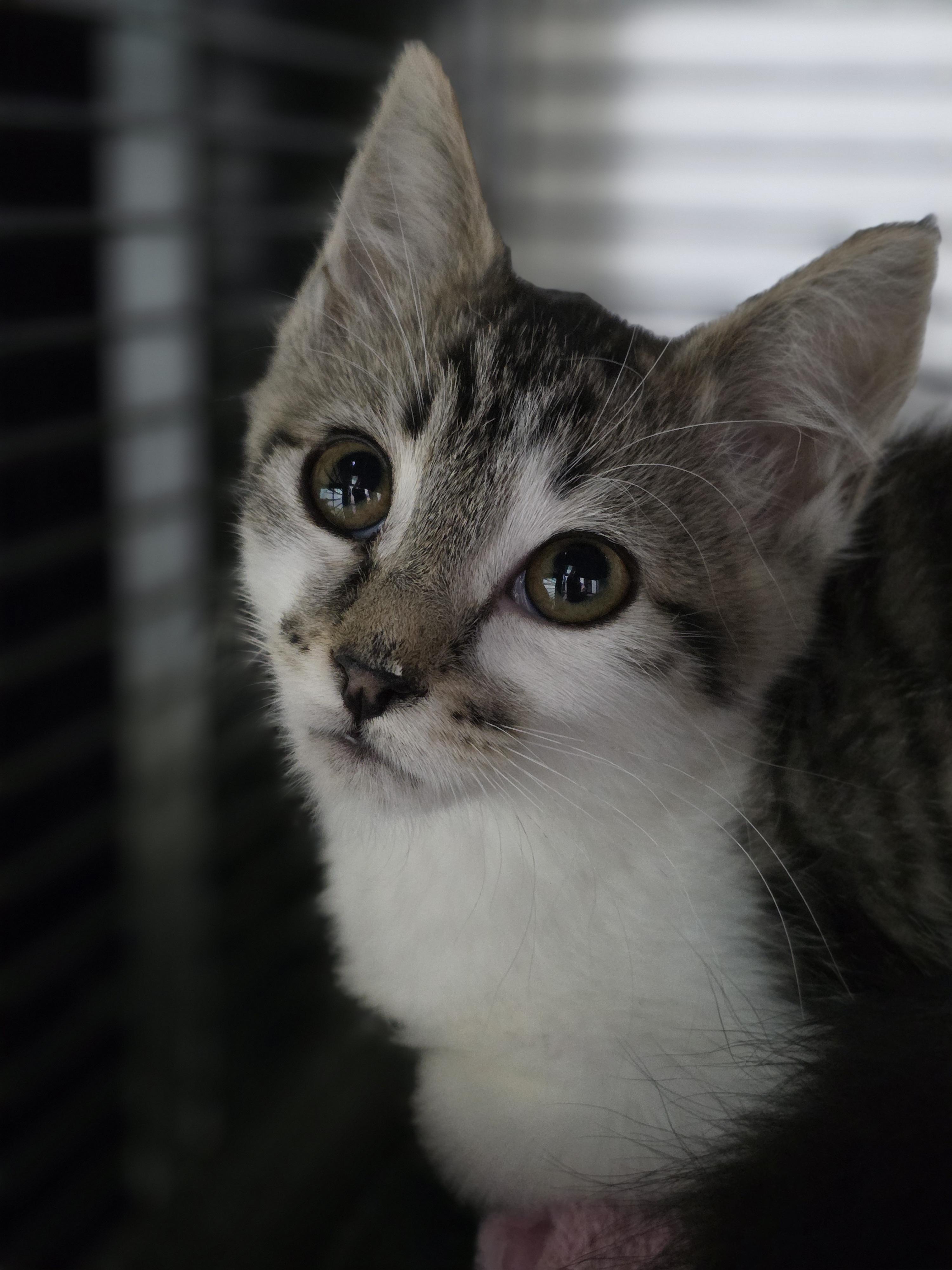 20122025G, Adopted, Young Female Domestic Short Hair.