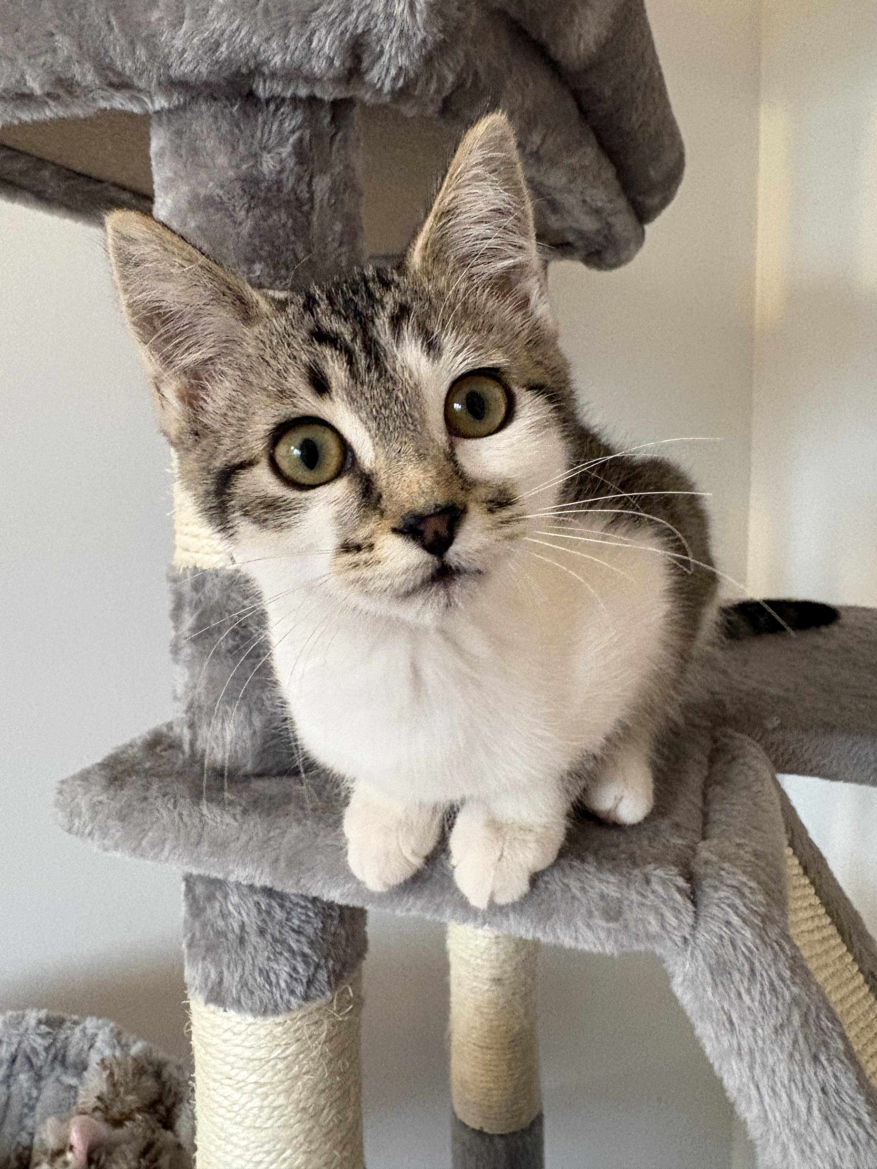 Enlarge 20122025G, a Adopted Domestic Short Hair in Kamloops, BC image 2/5