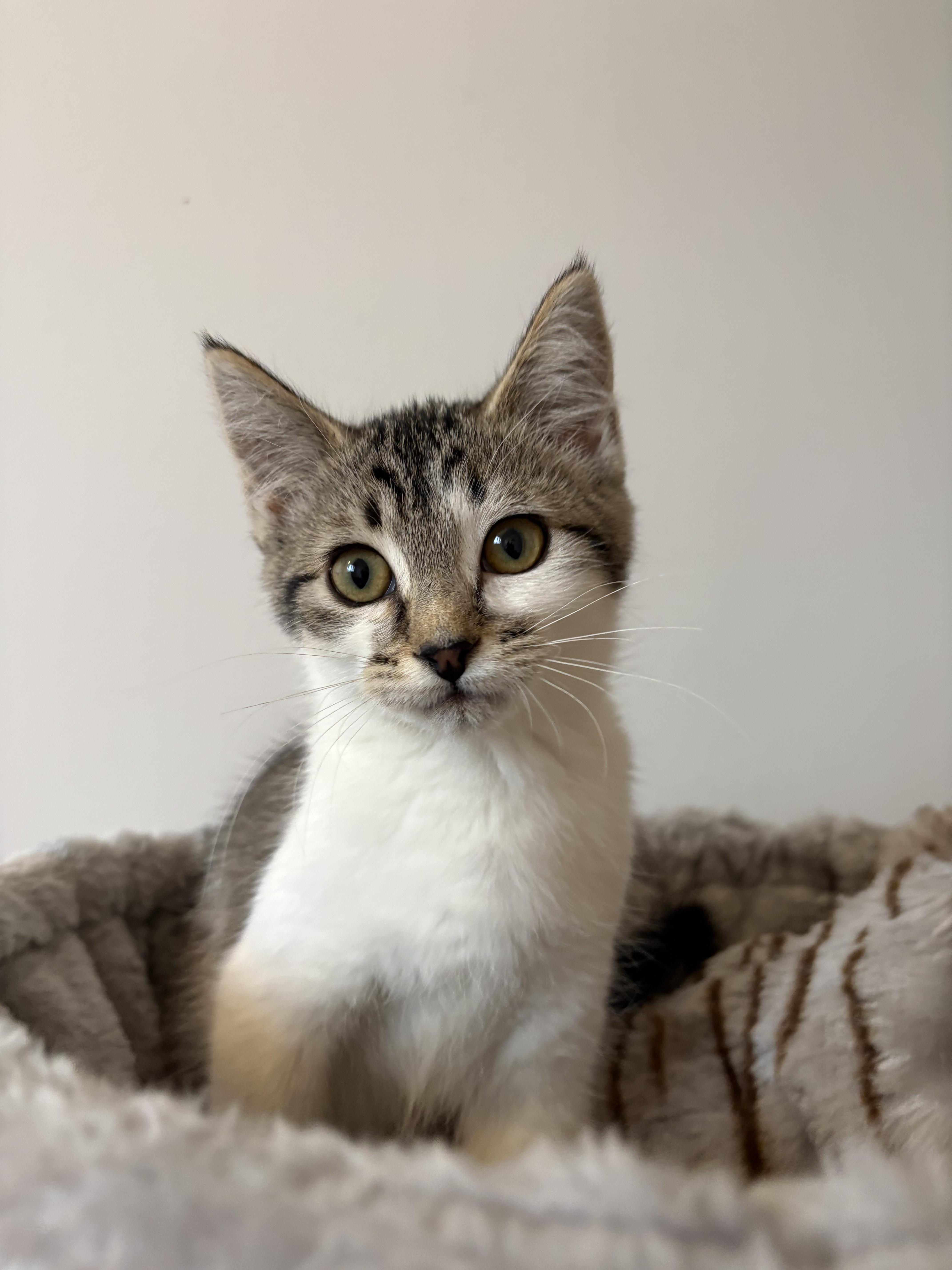 Enlarge 20122025G, a Adopted Domestic Short Hair in Kamloops, BC image 3/5
