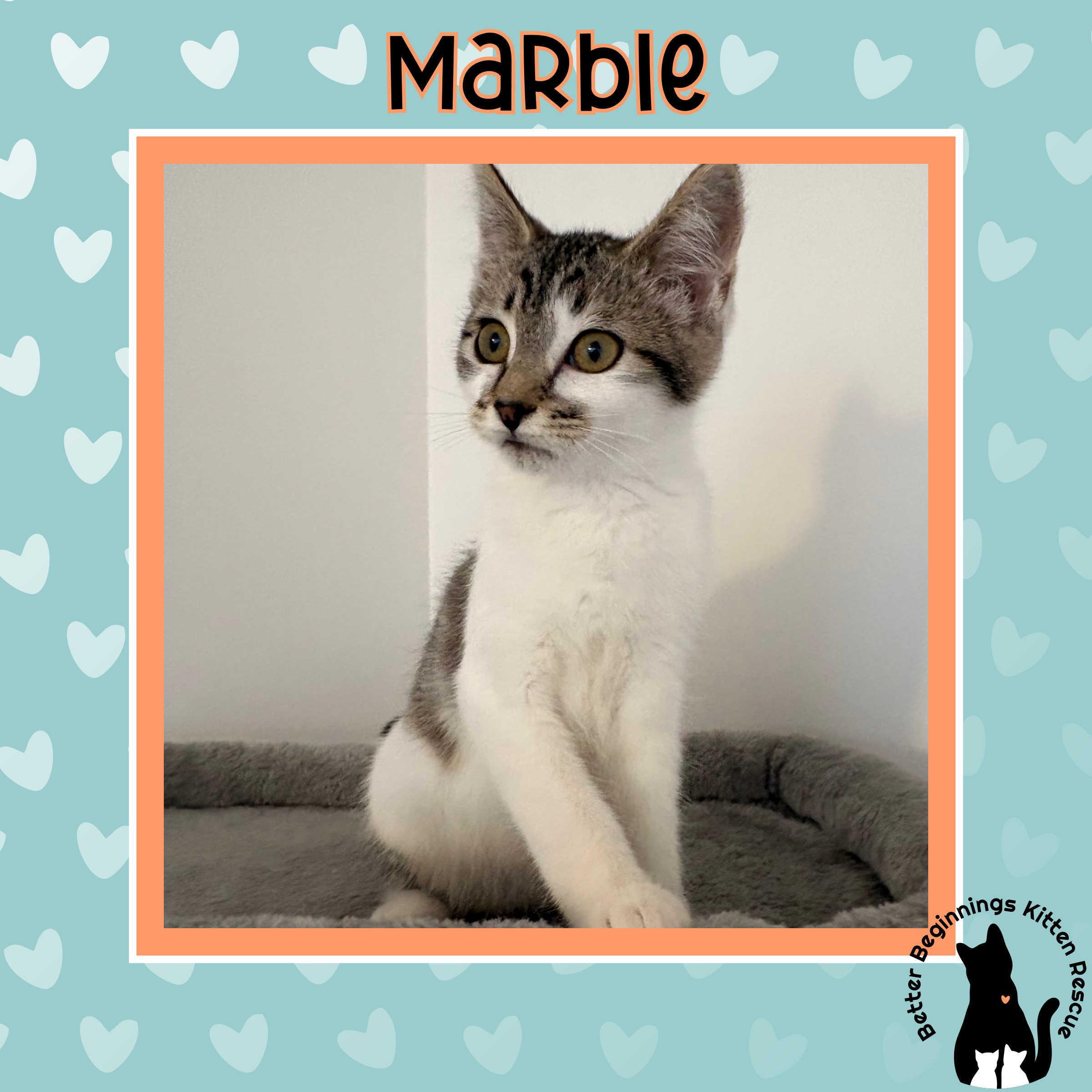 Enlarge 20122025G, a Adopted Domestic Short Hair in Kamloops, BC image 4/5