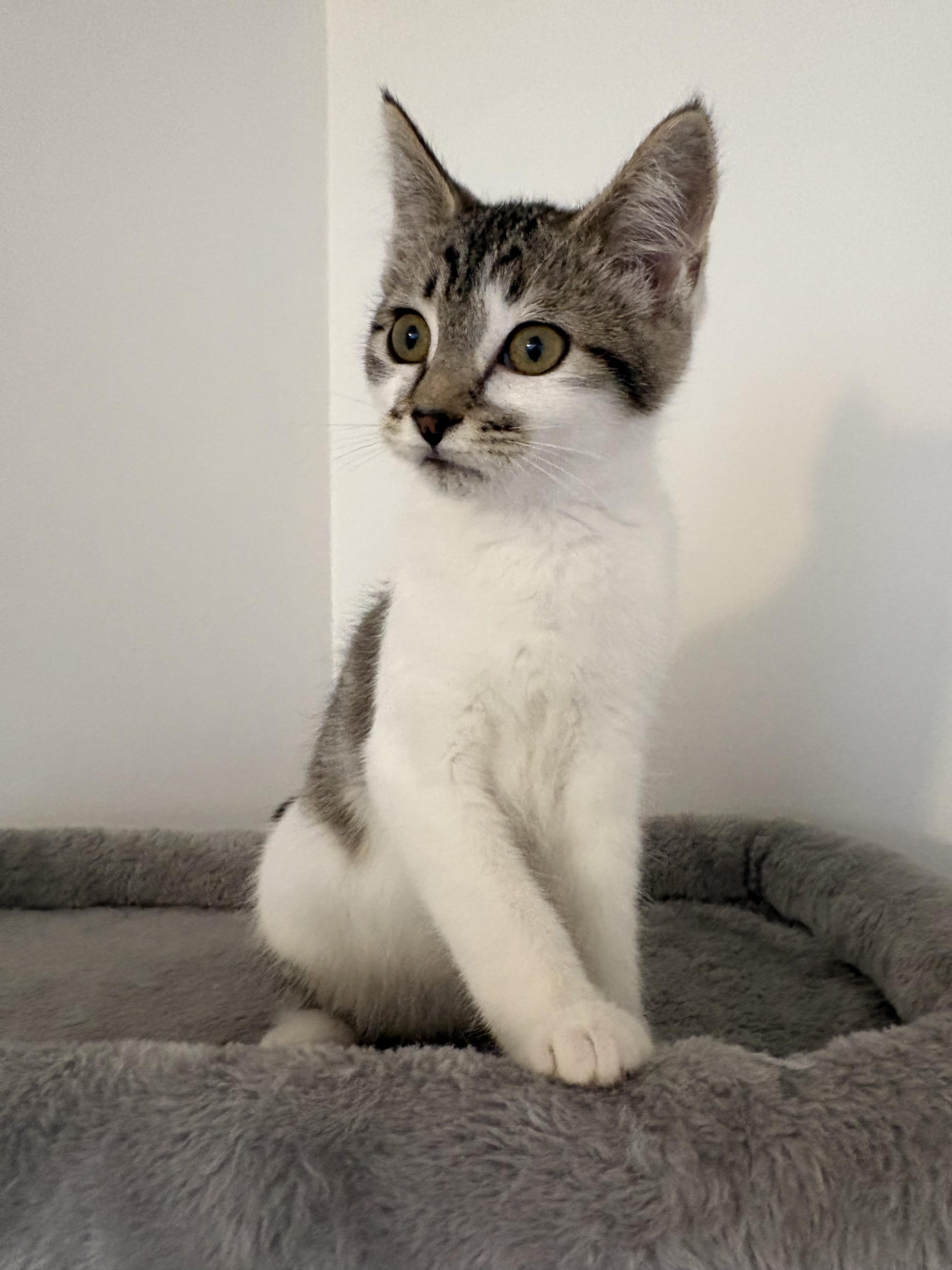 Enlarge 20122025G, a Adopted Domestic Short Hair in Kamloops, BC image 5/5