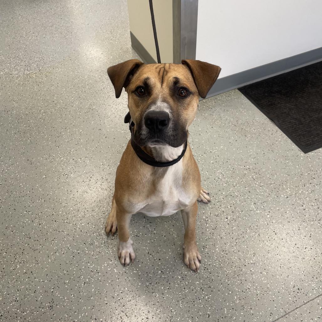 Enlarge Tank, a Adoptable mixed breed in Galax, VA image 1/1