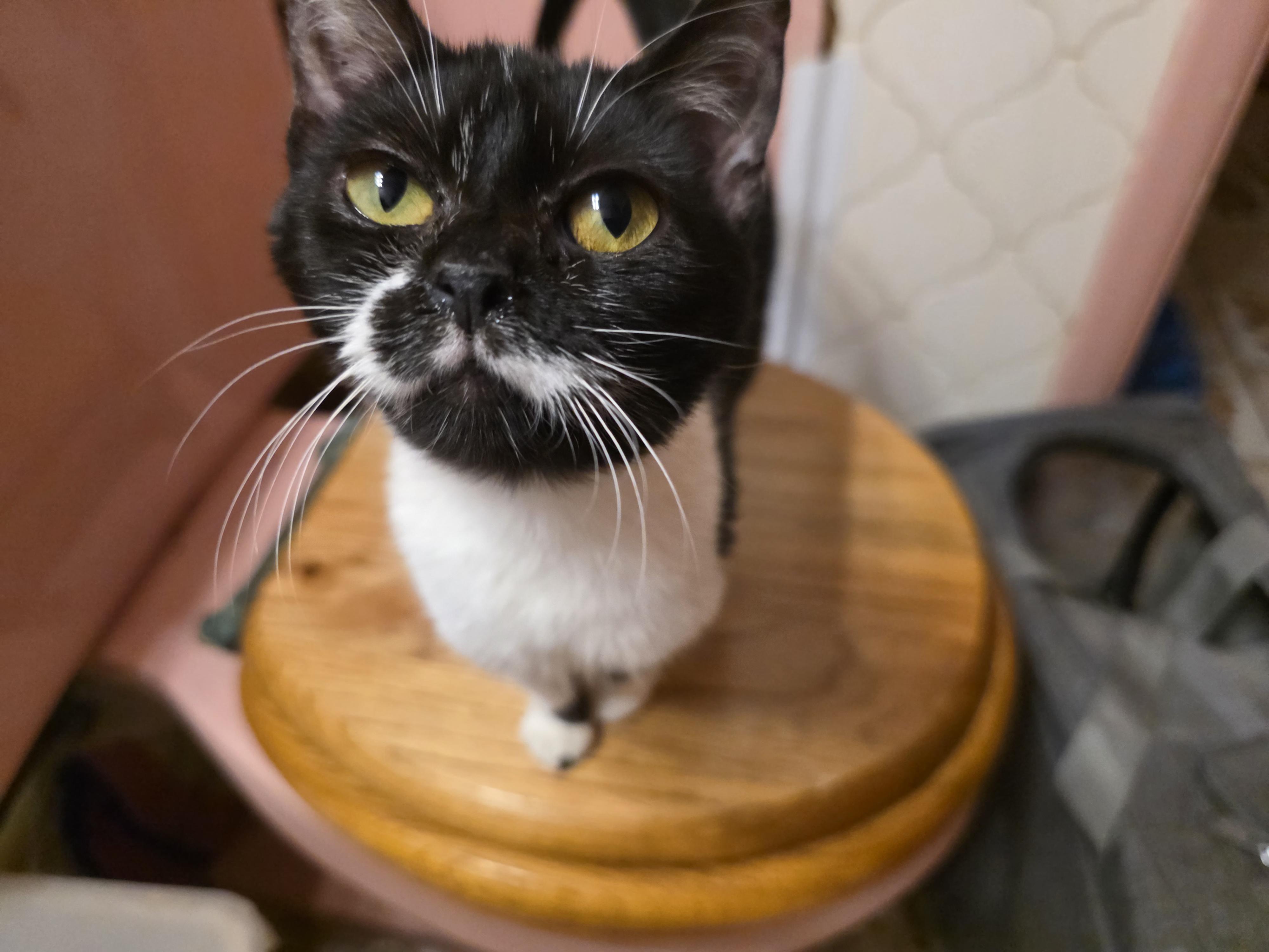 ET, adopted, Kitten Female Tuxedo.