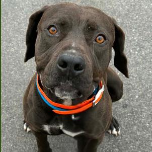 Enlarge River, a Adoptable mixed breed in Concord, NC image 2/6