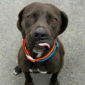 Enlarge River, a Adoptable mixed breed in Concord, NC image 4/6